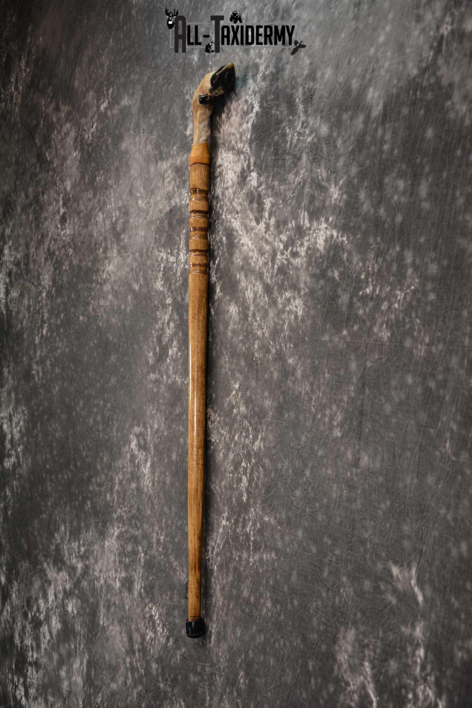 Deer Foot Cane taxidermy for sale SKU 1766.1 - Image 3
