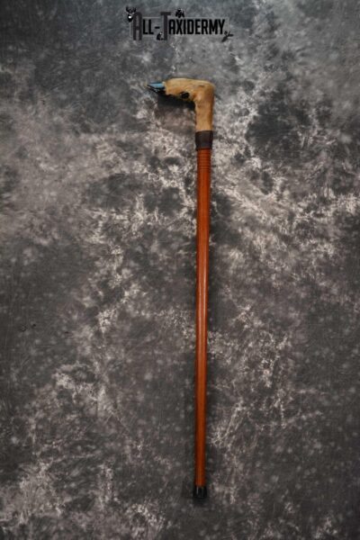Deer Foot Cane taxidermy for sale SKU 1765.1