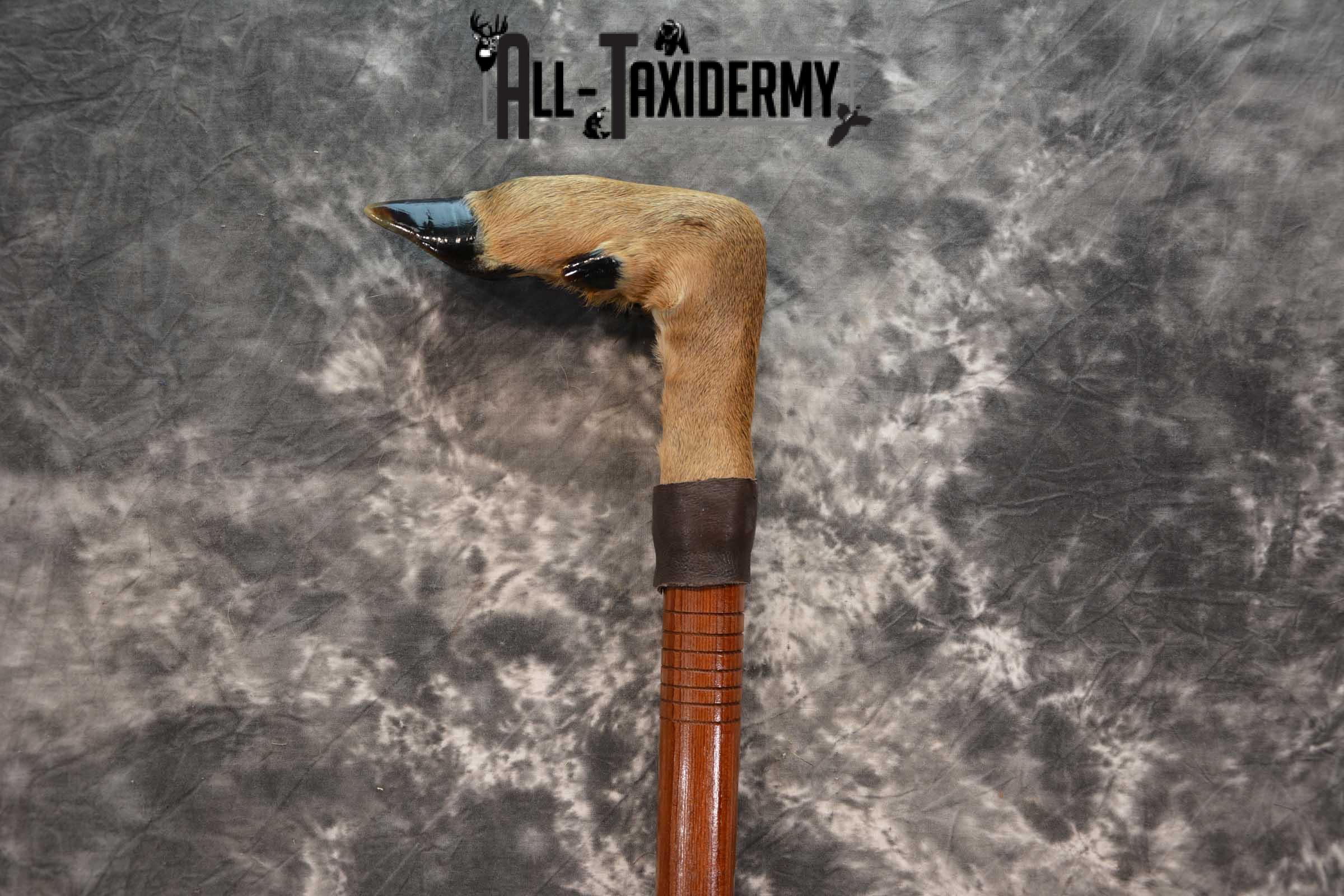 Deer Foot Cane taxidermy for sale SKU 1765.1 - Image 4