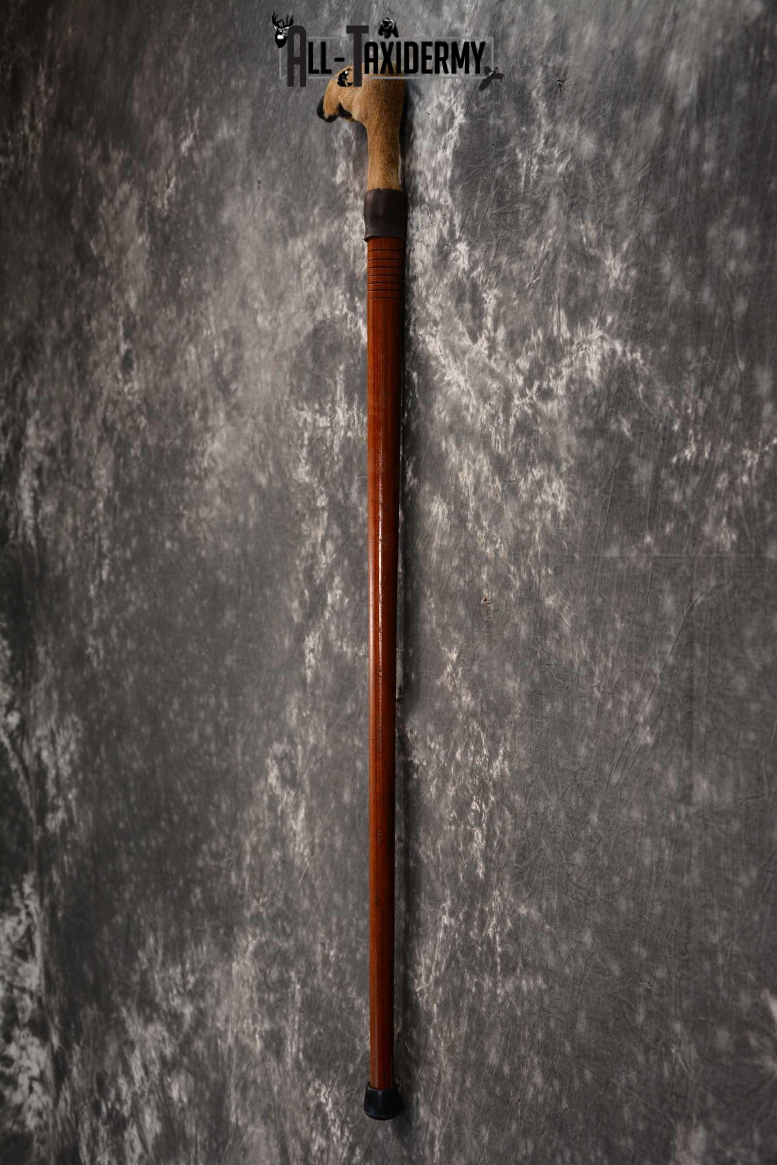 Deer Foot Cane taxidermy for sale SKU 1765.1 - Image 3