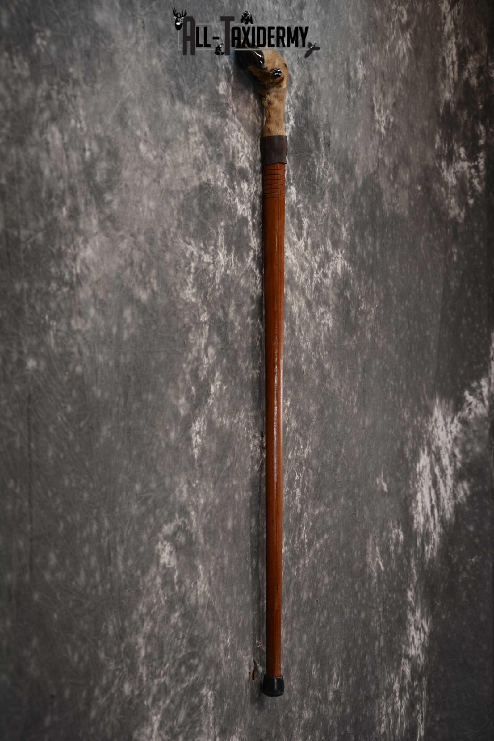 Deer Foot Cane taxidermy for sale SKU 1765.1 - Image 2