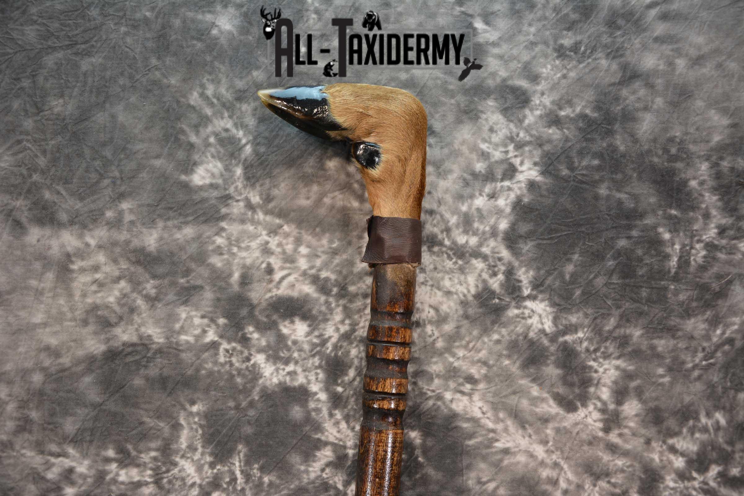 Deer Foot Cane taxidermy for sale SKU 1765.2 - Image 4