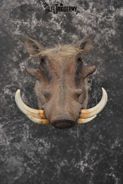 African Warthog taxidermy shoulder mount for sale SKU 1757