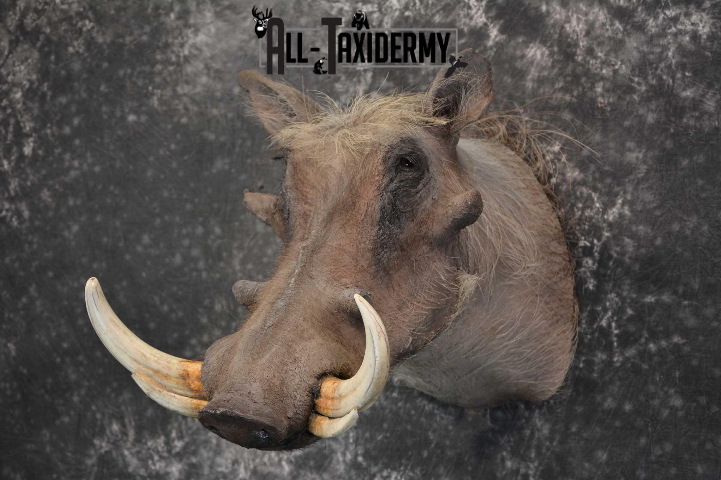 African Warthog taxidermy shoulder mount for sale SKU 1757 - Image 7