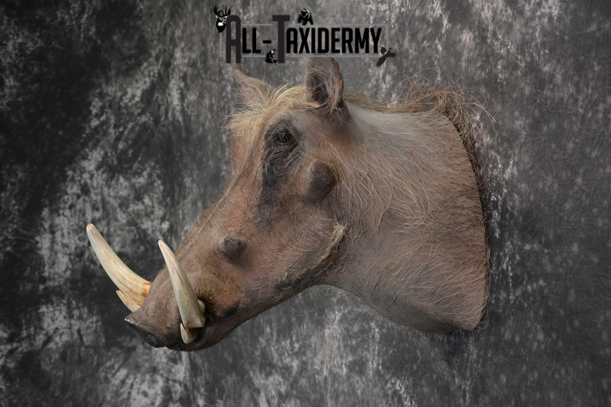 African Warthog taxidermy shoulder mount for sale SKU 1757 - Image 6