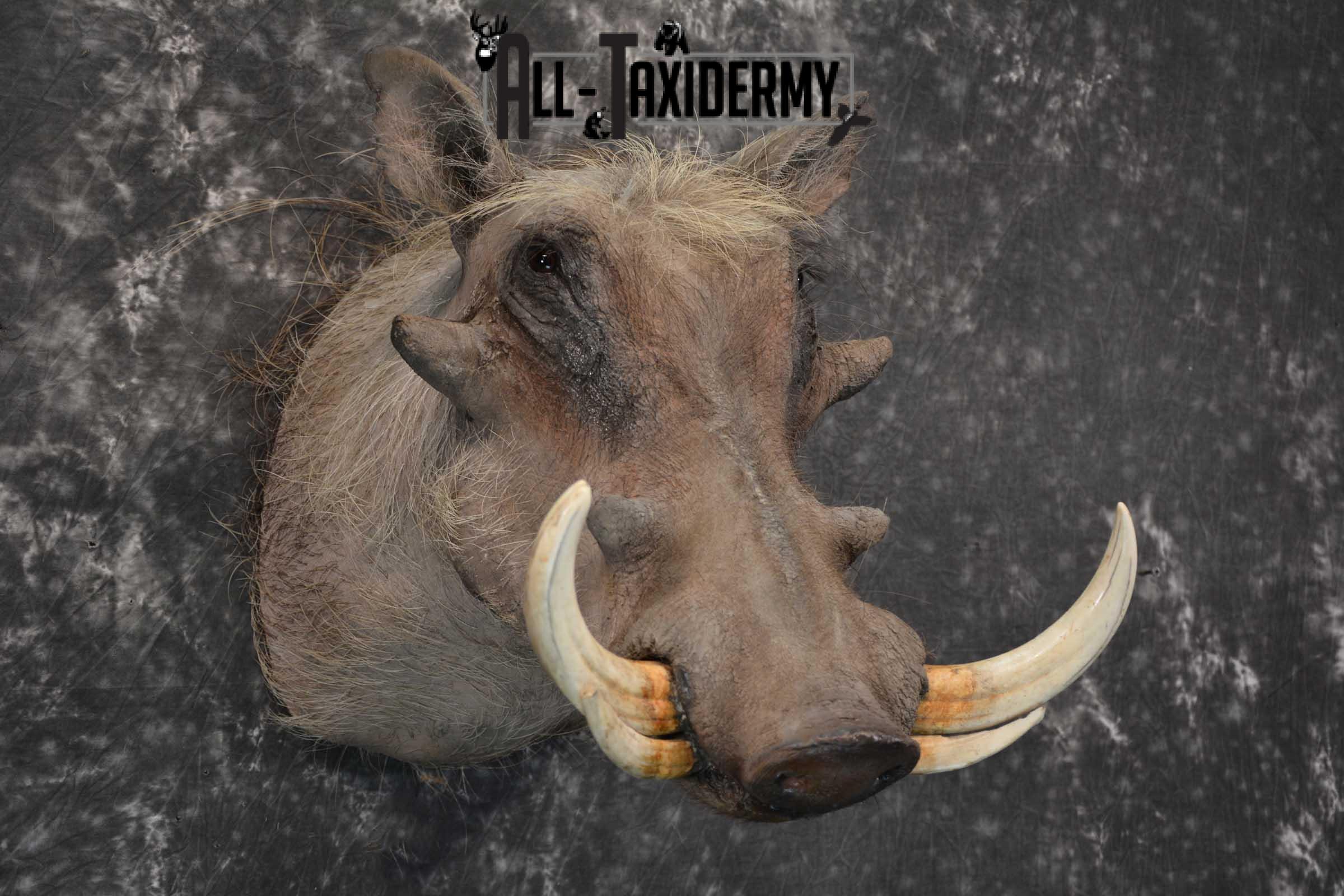 African Warthog taxidermy shoulder mount for sale SKU 1757 - Image 5