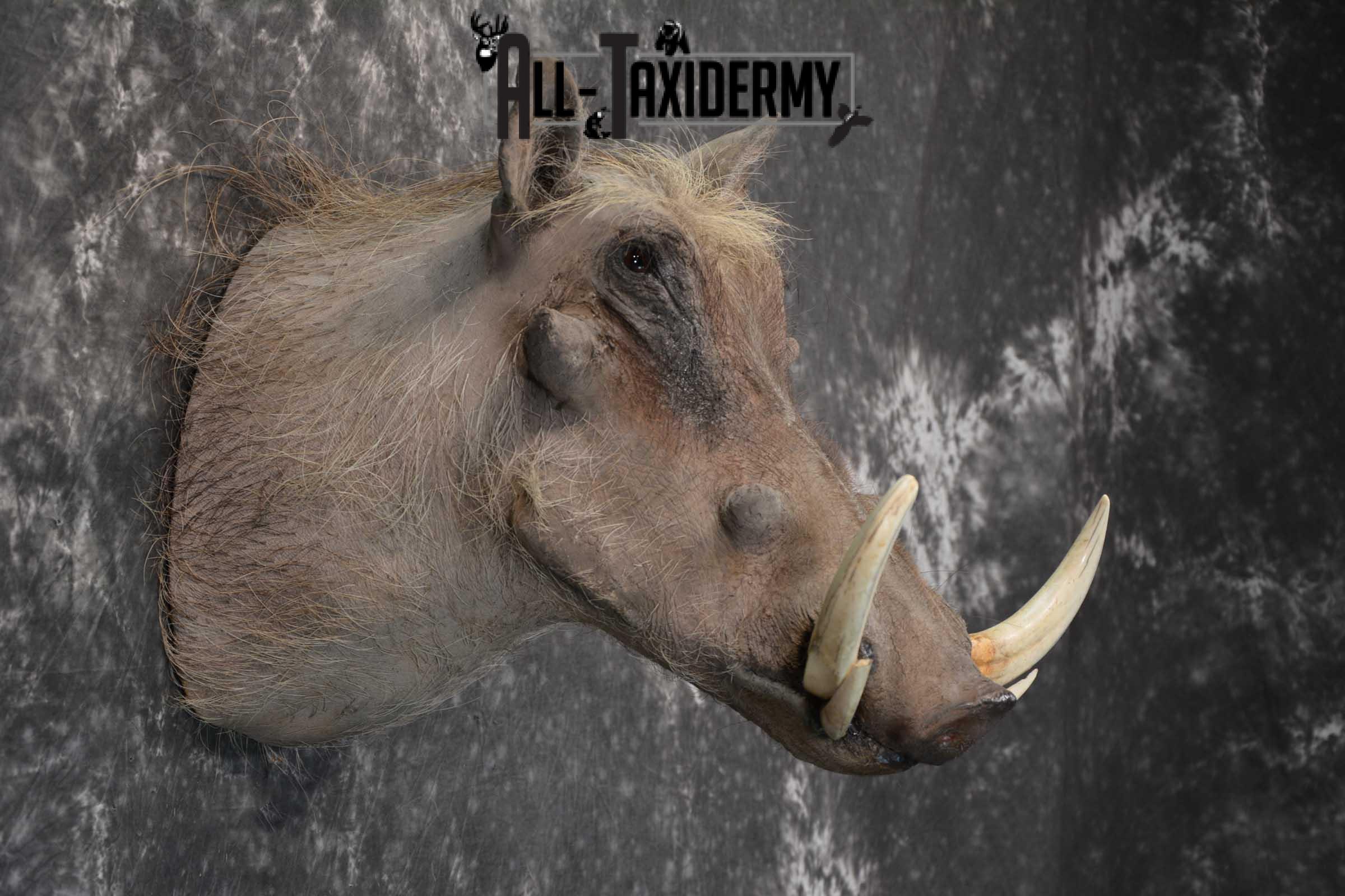 African Warthog taxidermy shoulder mount for sale SKU 1757 - Image 4