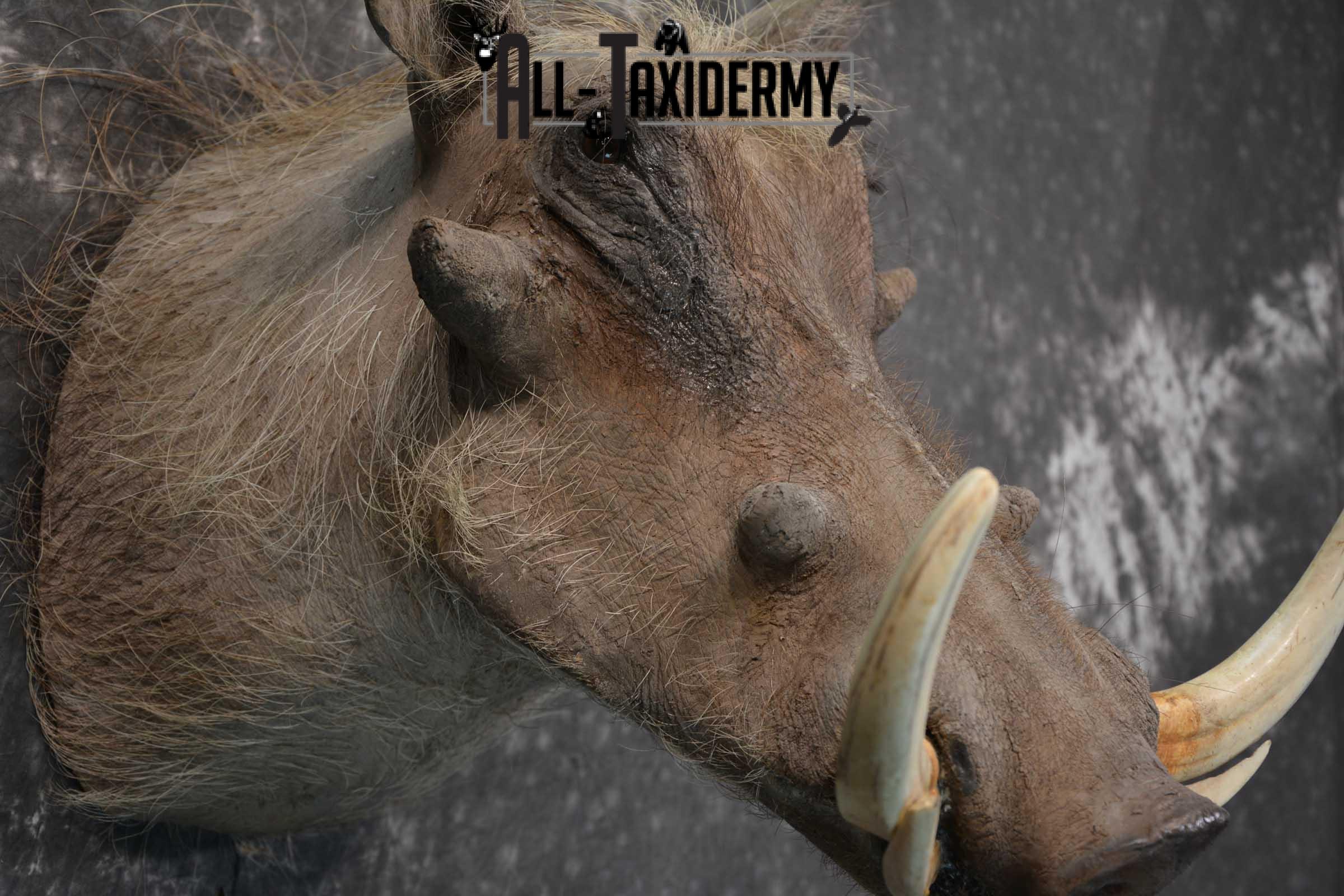 African Warthog taxidermy shoulder mount for sale SKU 1757 - Image 3