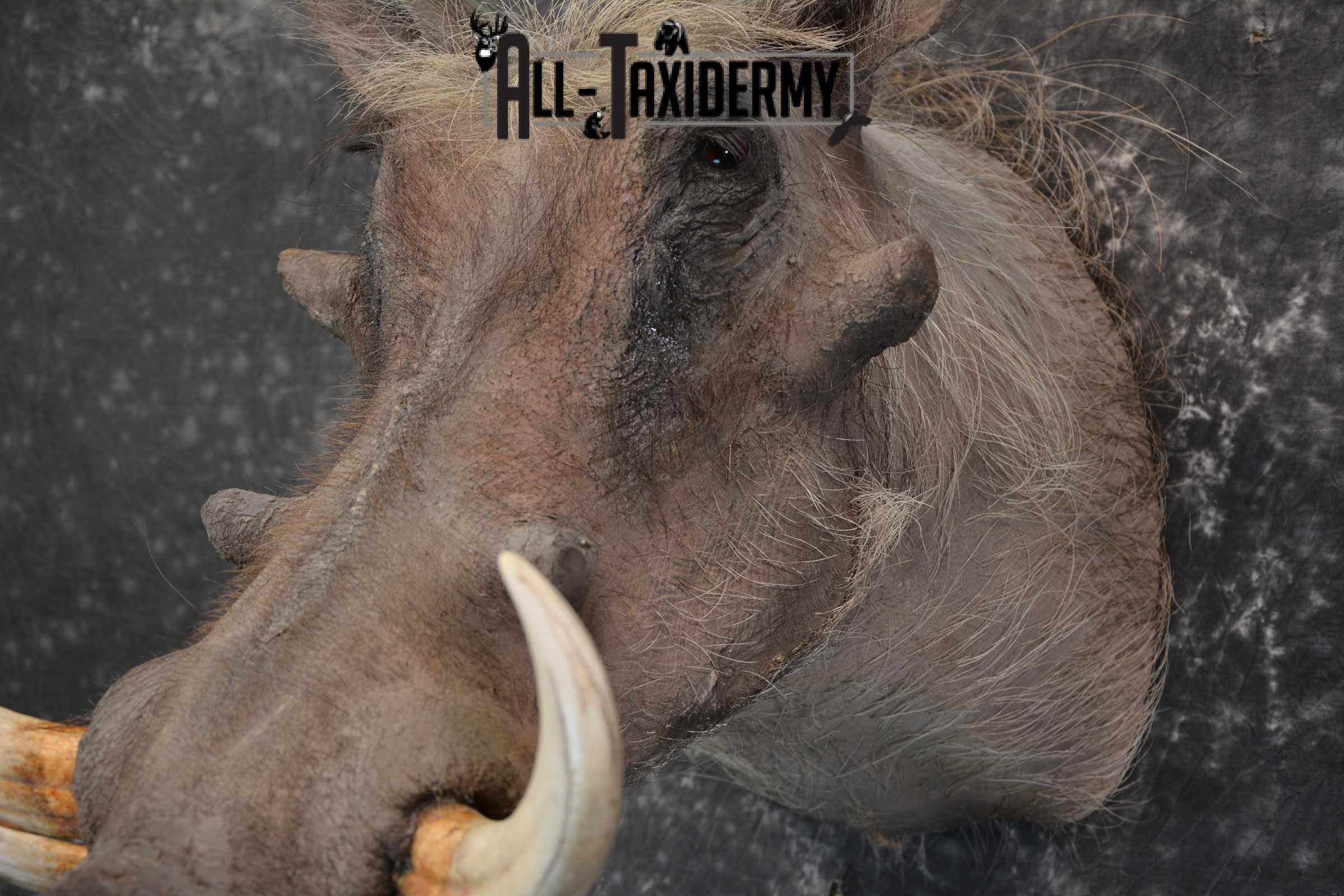African Warthog taxidermy shoulder mount for sale SKU 1757 - Image 2