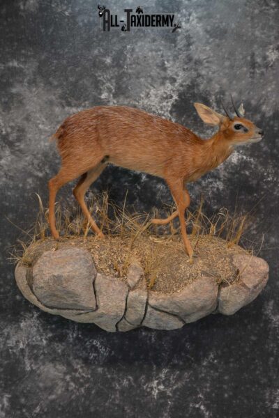 XL African Cape Grysbok Taxidermy Mount for sale SKU 1800