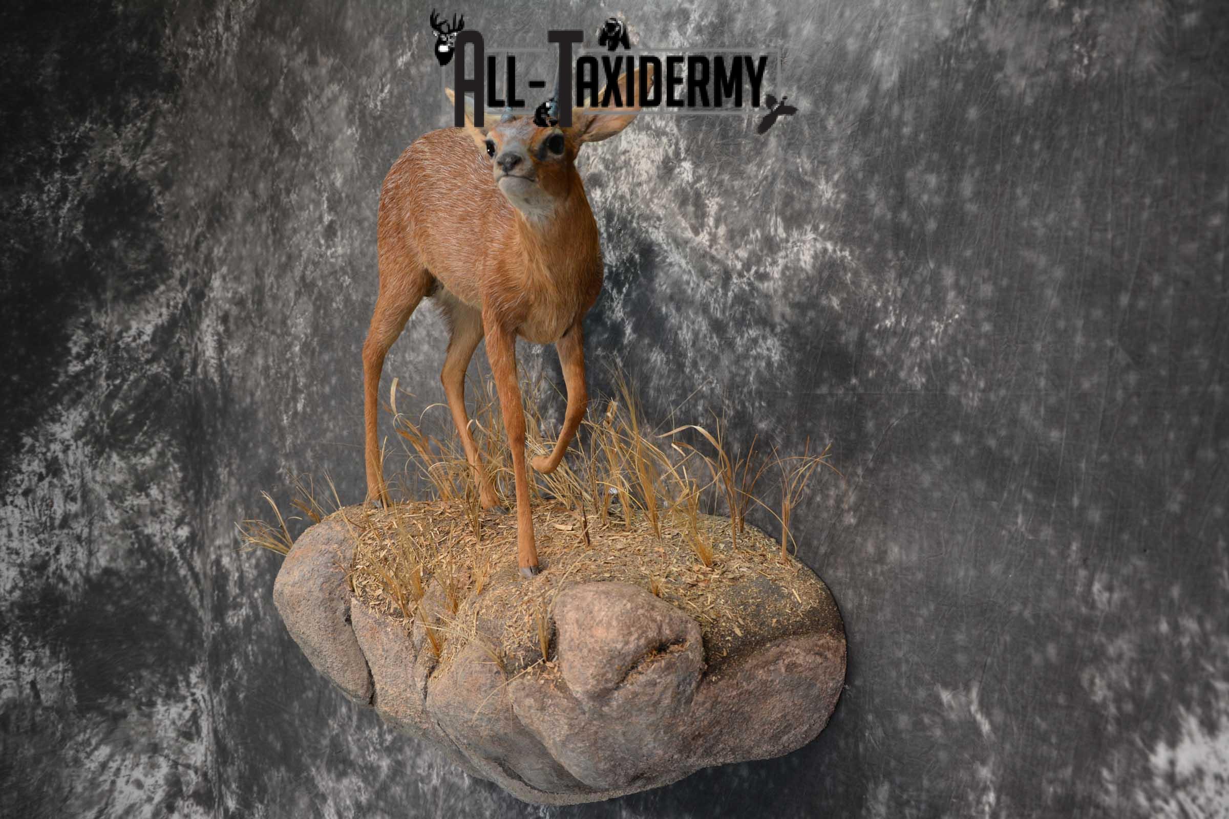 XL African Cape Grysbok Taxidermy Mount for sale SKU 1800 - Image 8