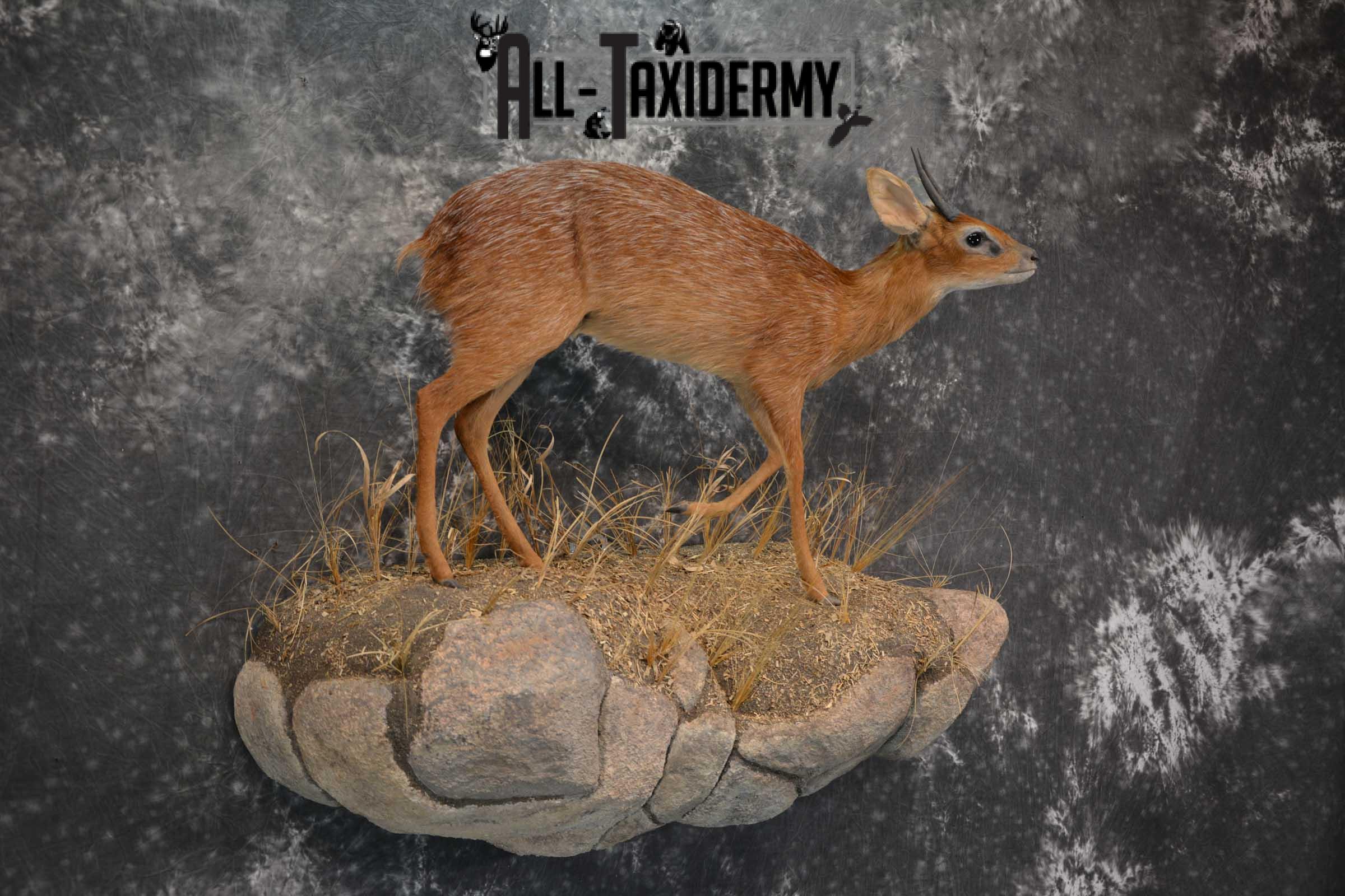 XL African Cape Grysbok Taxidermy Mount for sale SKU 1800 - Image 7