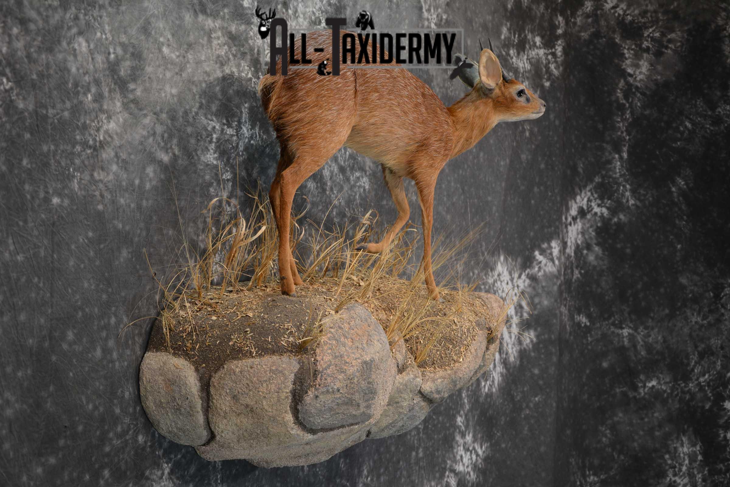 XL African Cape Grysbok Taxidermy Mount for sale SKU 1800 - Image 6