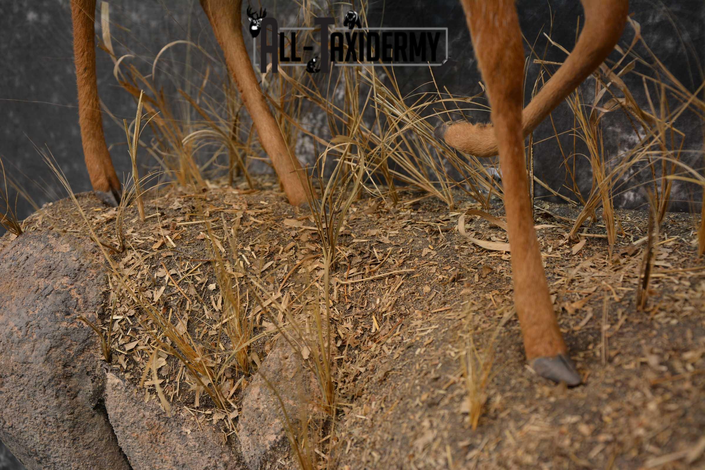 XL African Cape Grysbok Taxidermy Mount for sale SKU 1800 - Image 5