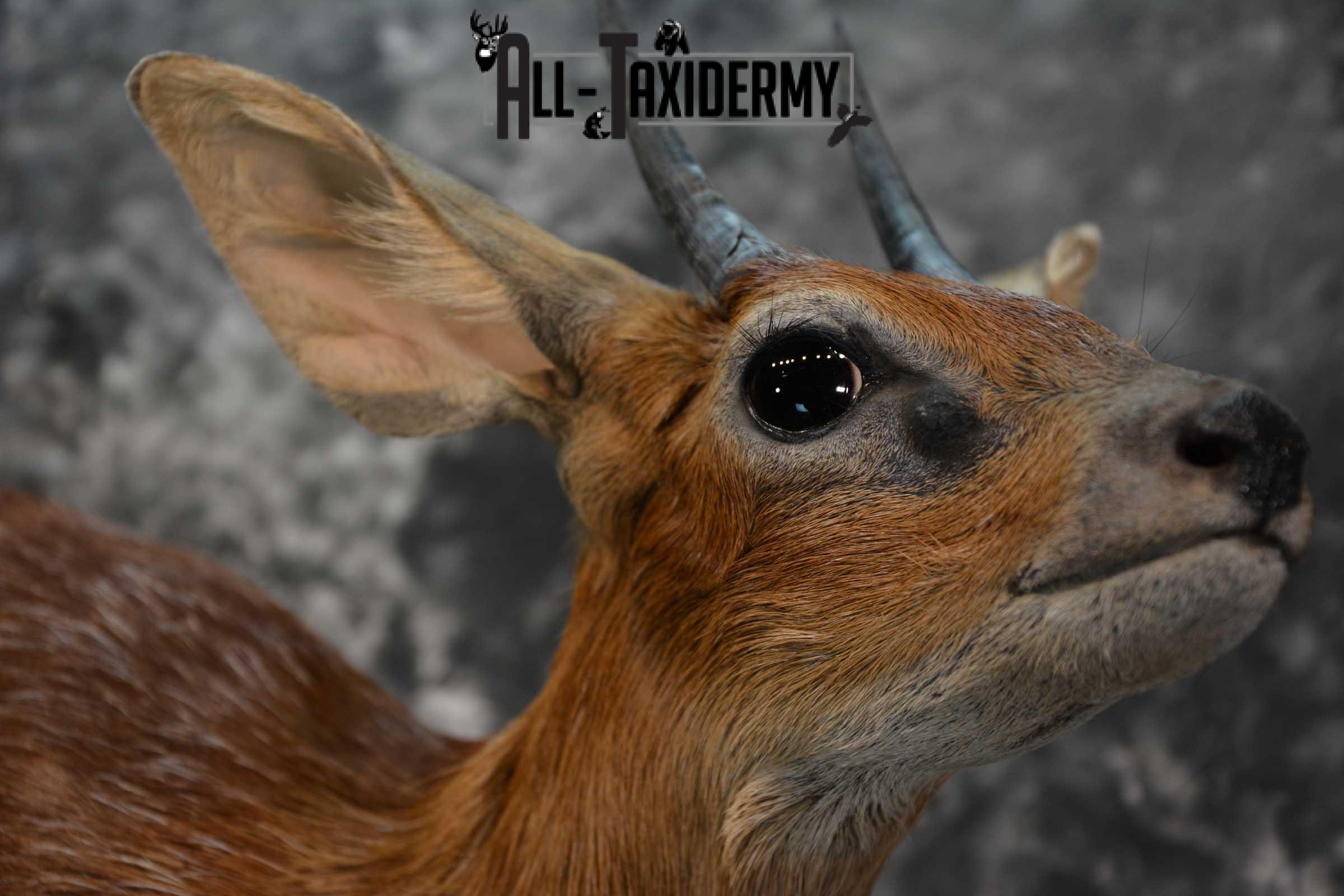 XL African Cape Grysbok Taxidermy Mount for sale SKU 1800 - Image 4