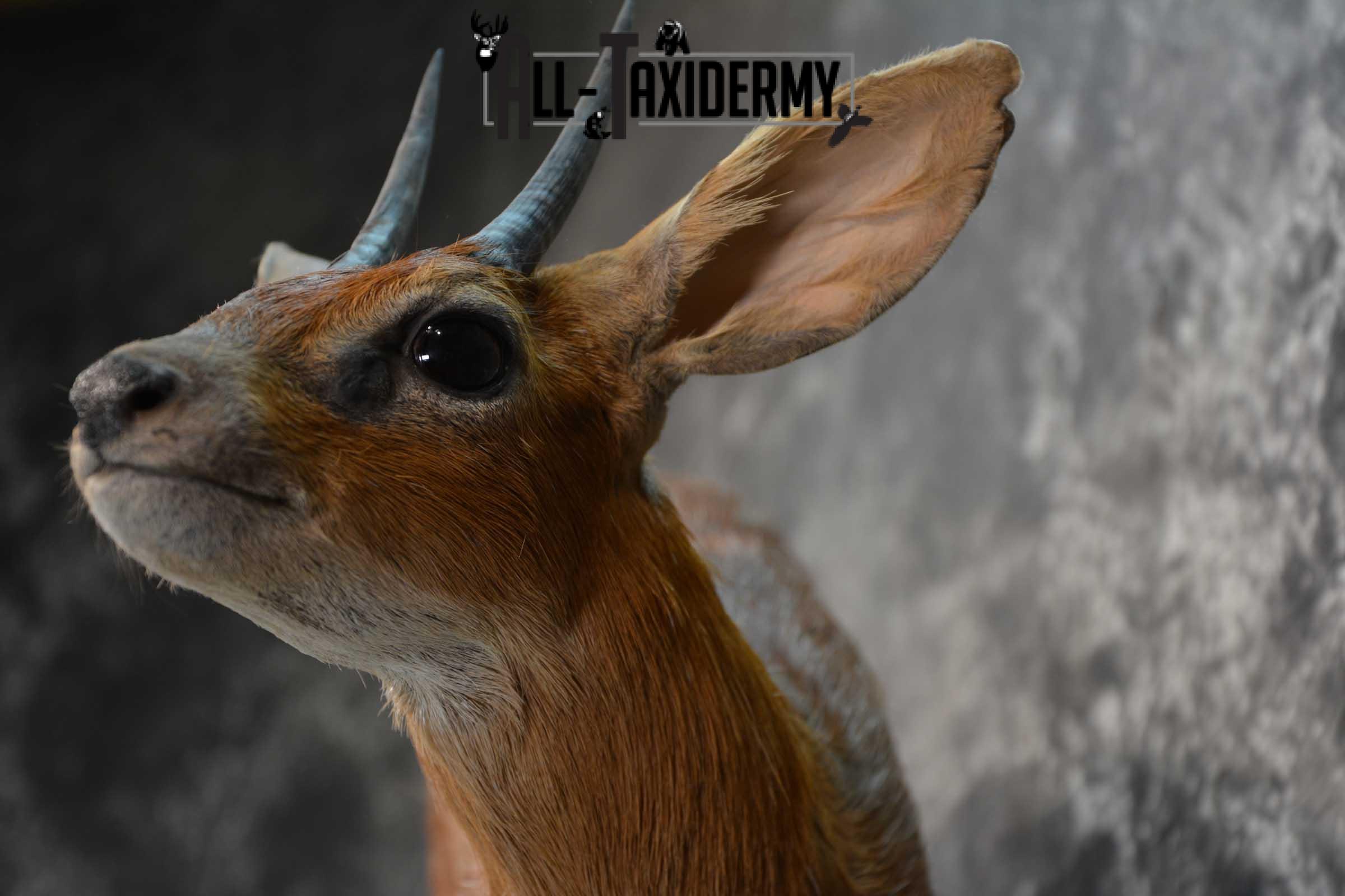 XL African Cape Grysbok Taxidermy Mount for sale SKU 1800 - Image 3