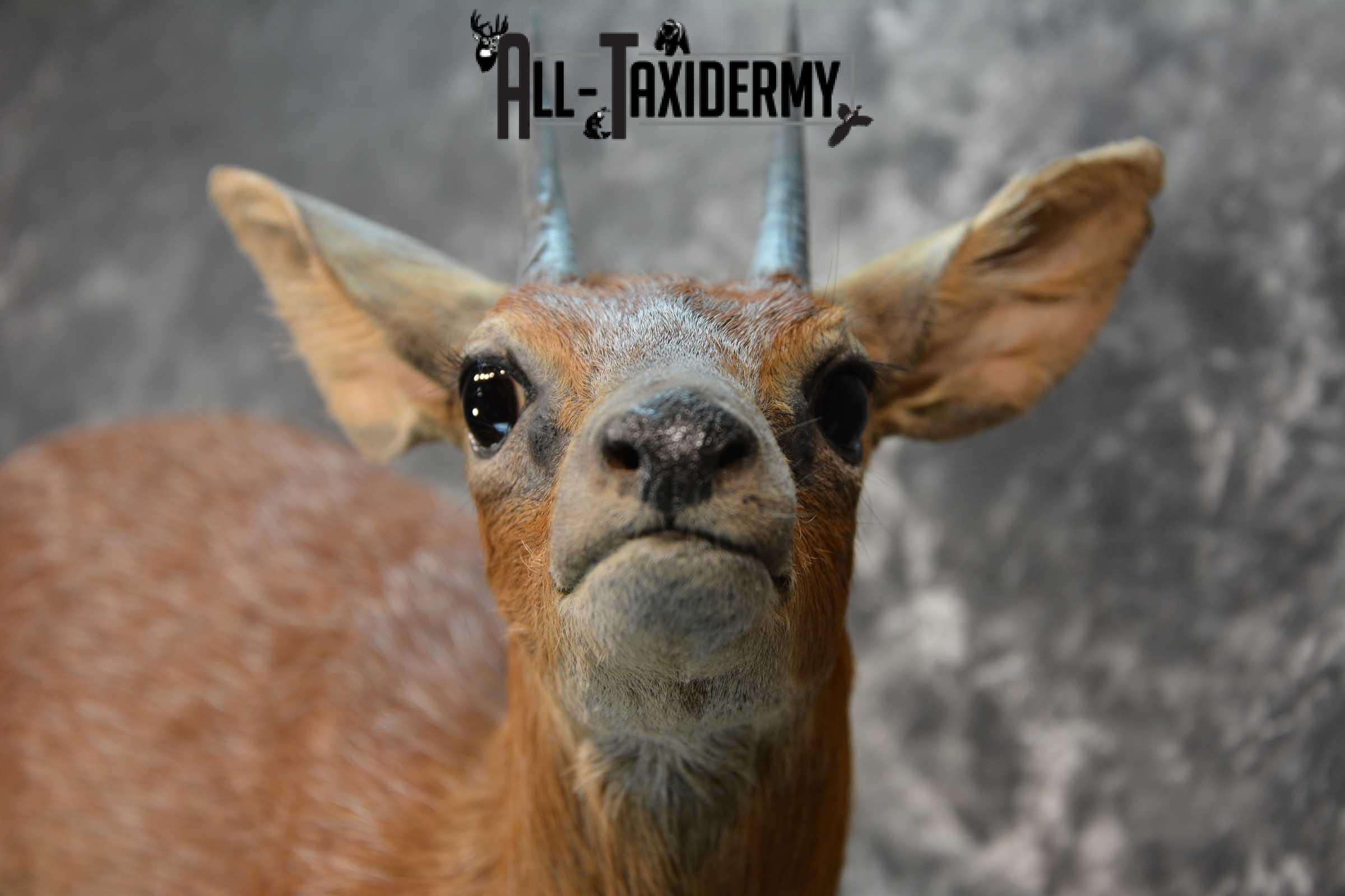 XL African Cape Grysbok Taxidermy Mount for sale SKU 1800 - Image 2