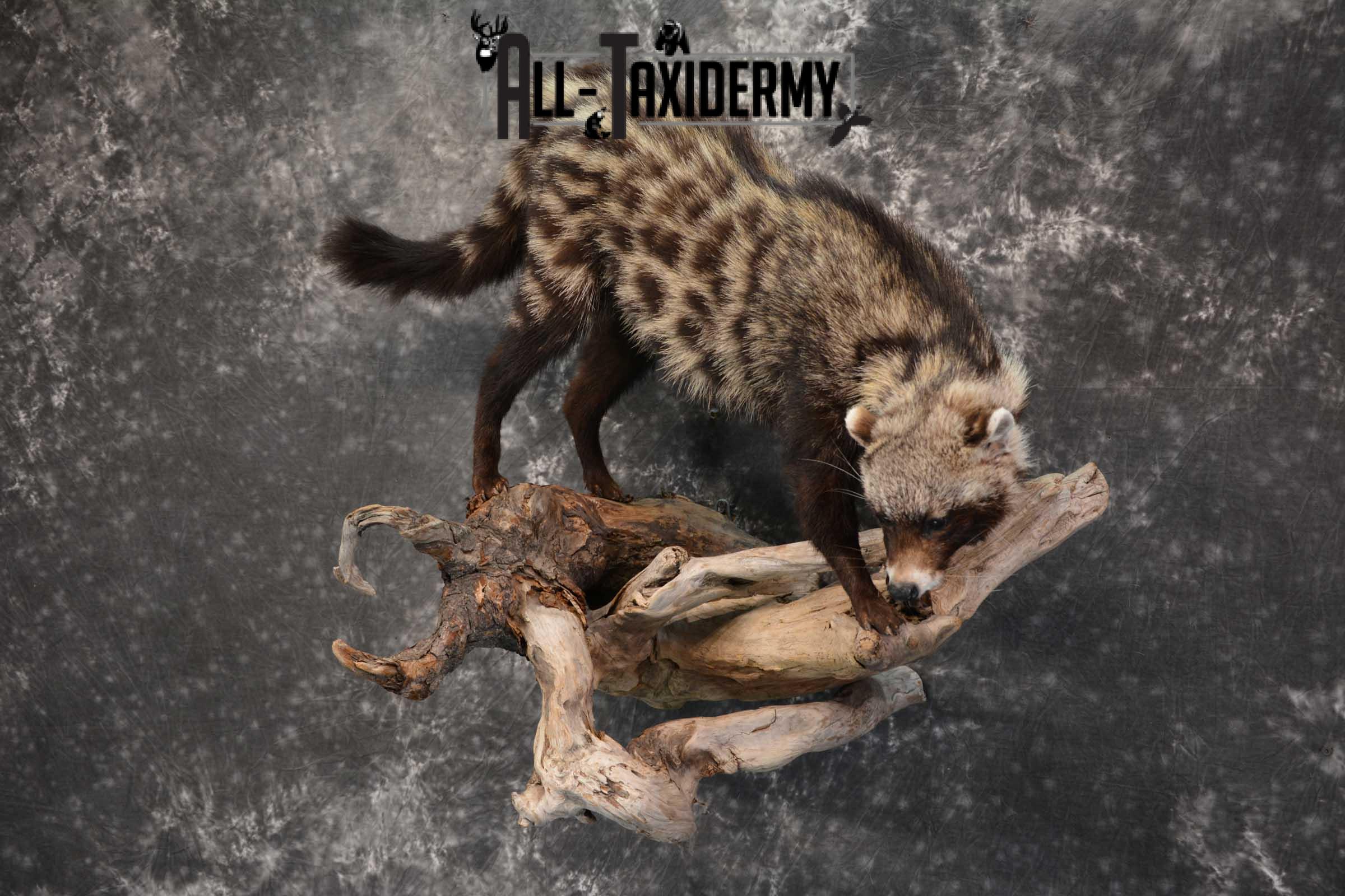 African Civet Cat Taxidermy Mount for sale SKU 1799 - Image 8