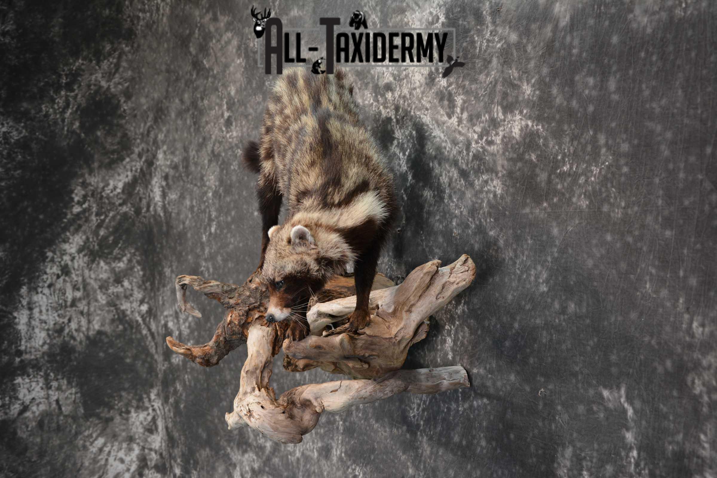 African Civet Cat Taxidermy Mount for sale SKU 1799 - Image 7