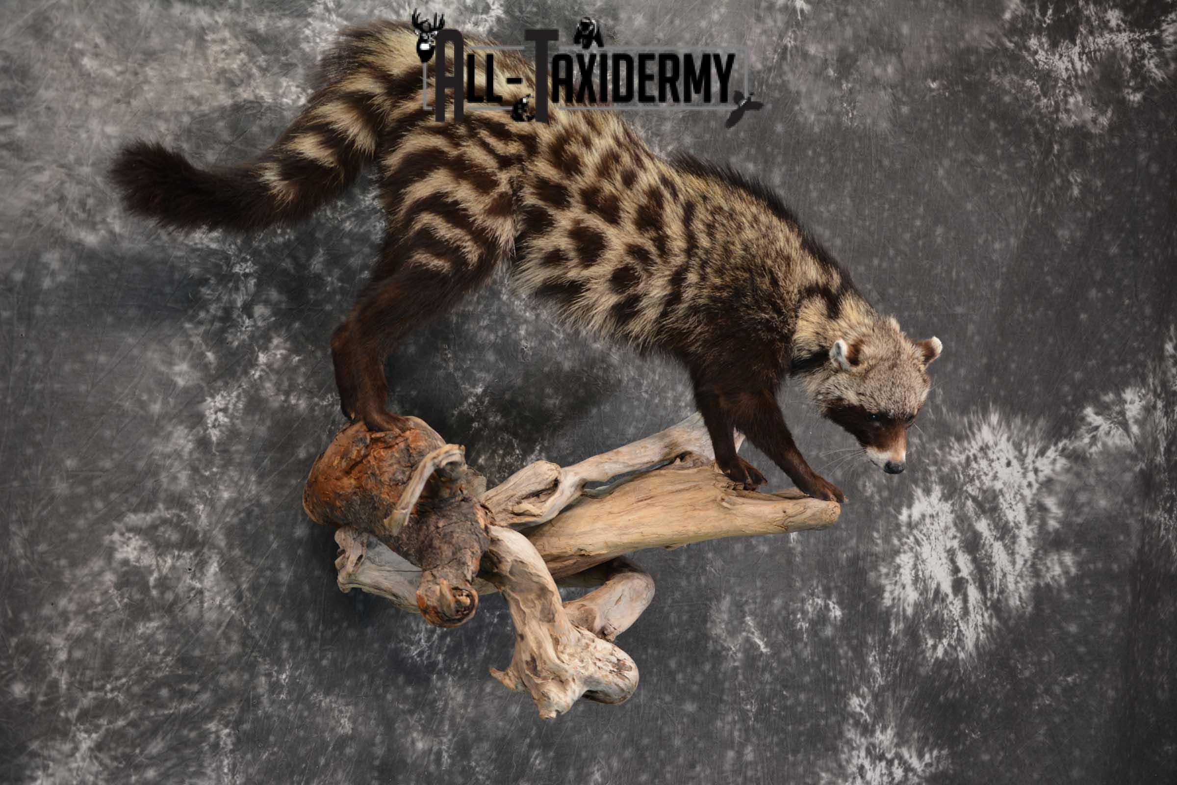 African Civet Cat Taxidermy Mount for sale SKU 1799 - Image 6