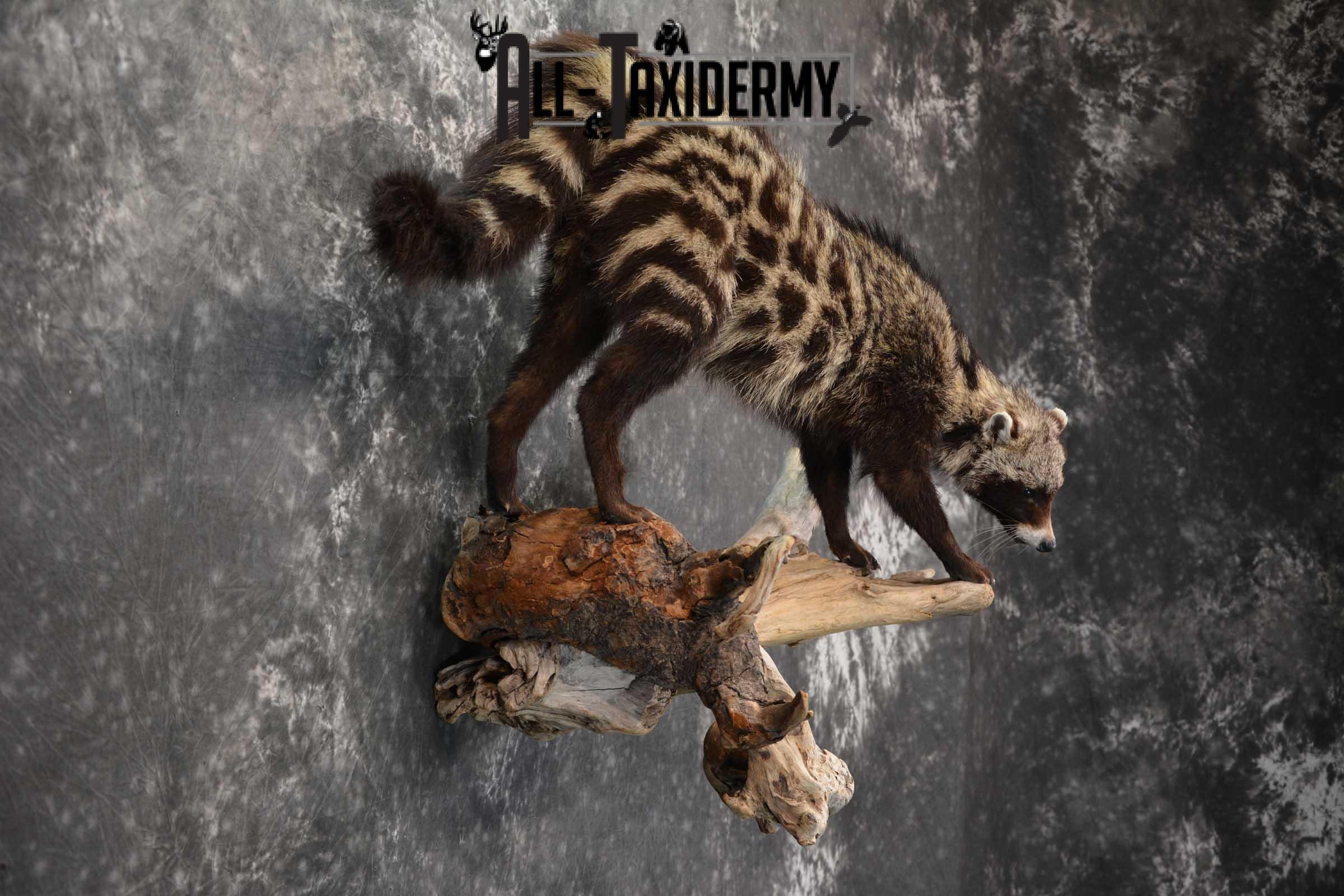 African Civet Cat Taxidermy Mount for sale SKU 1799 - Image 5