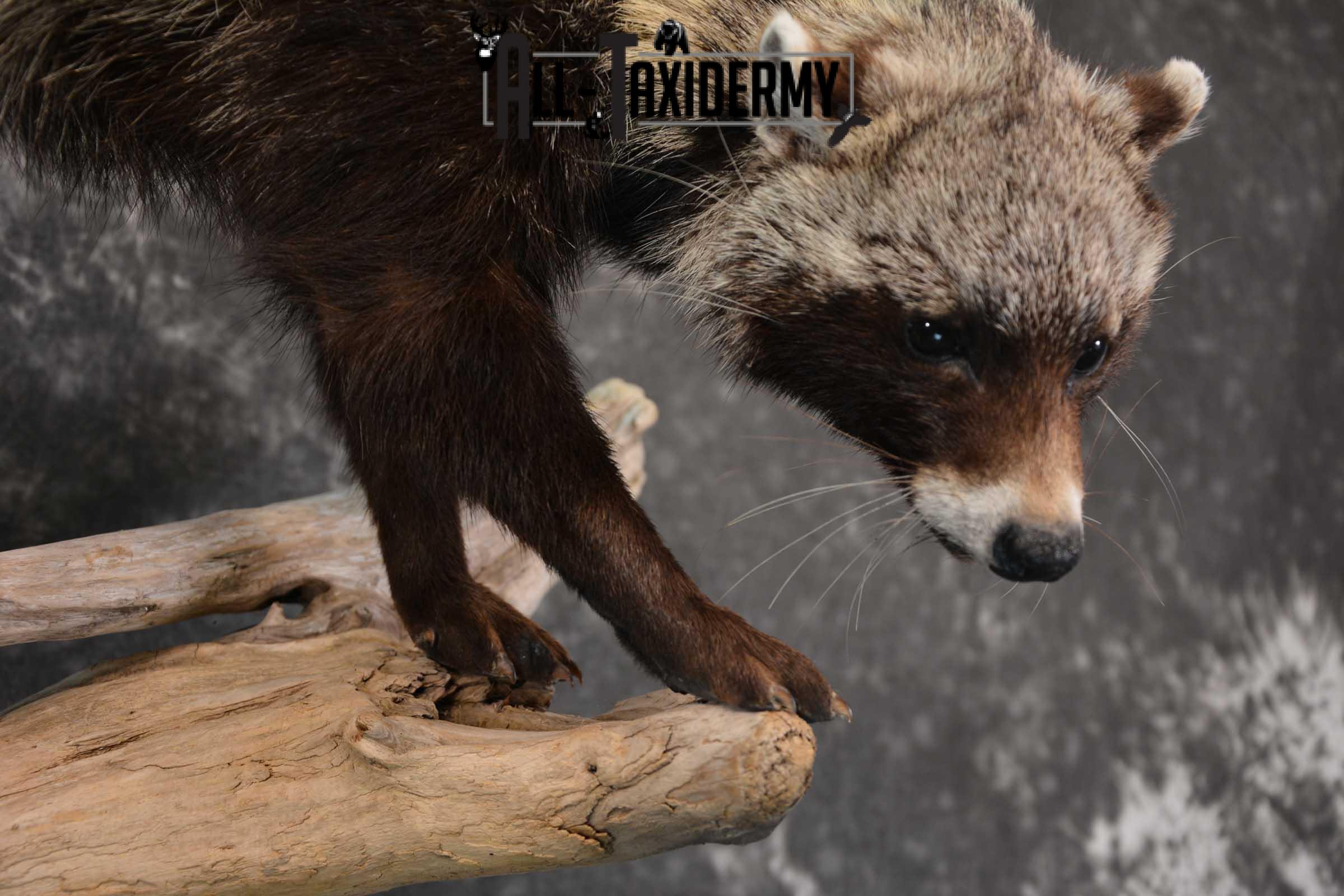 African Civet Cat Taxidermy Mount for sale SKU 1799 - Image 4