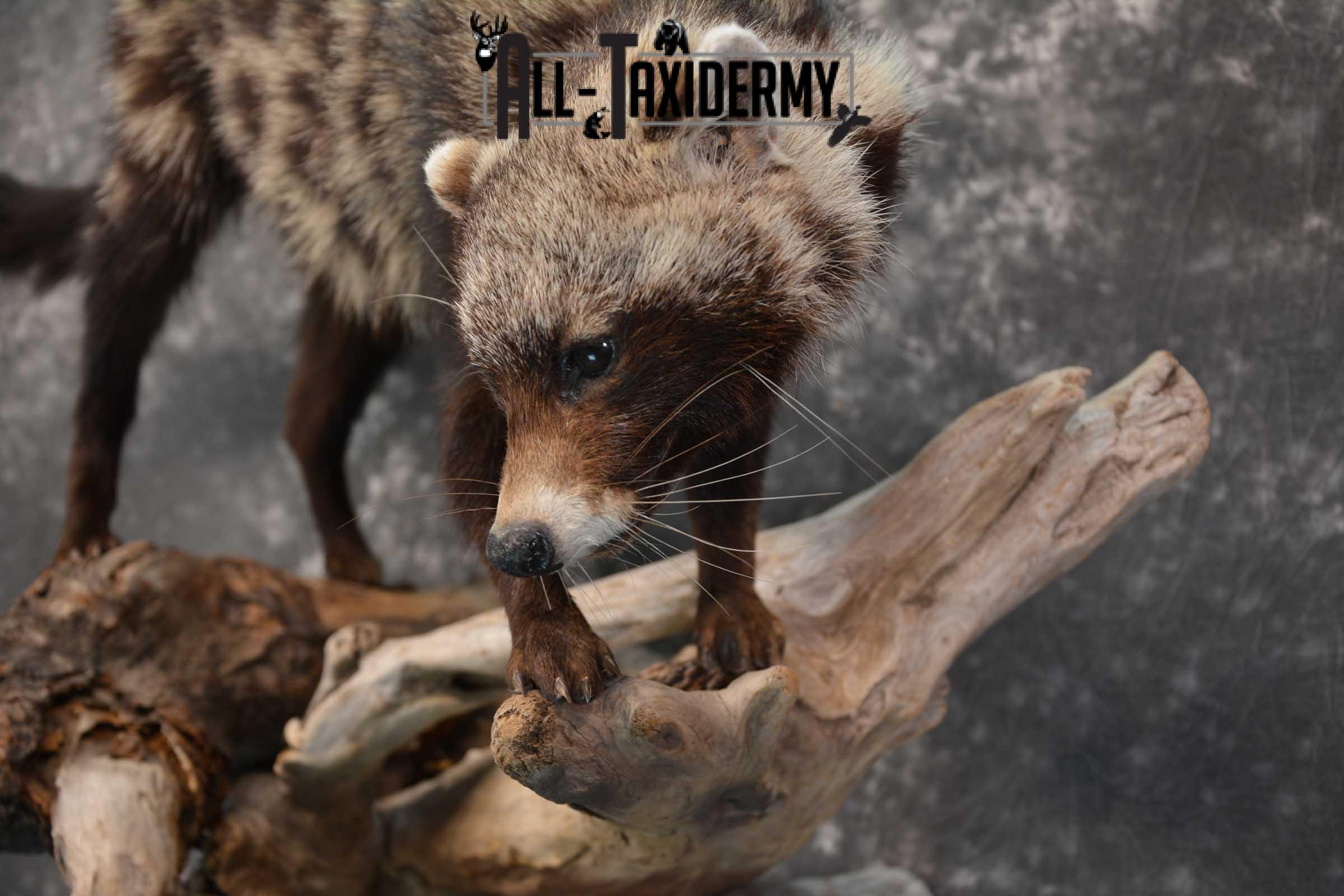 African Civet Cat Taxidermy Mount for sale SKU 1799 - Image 3