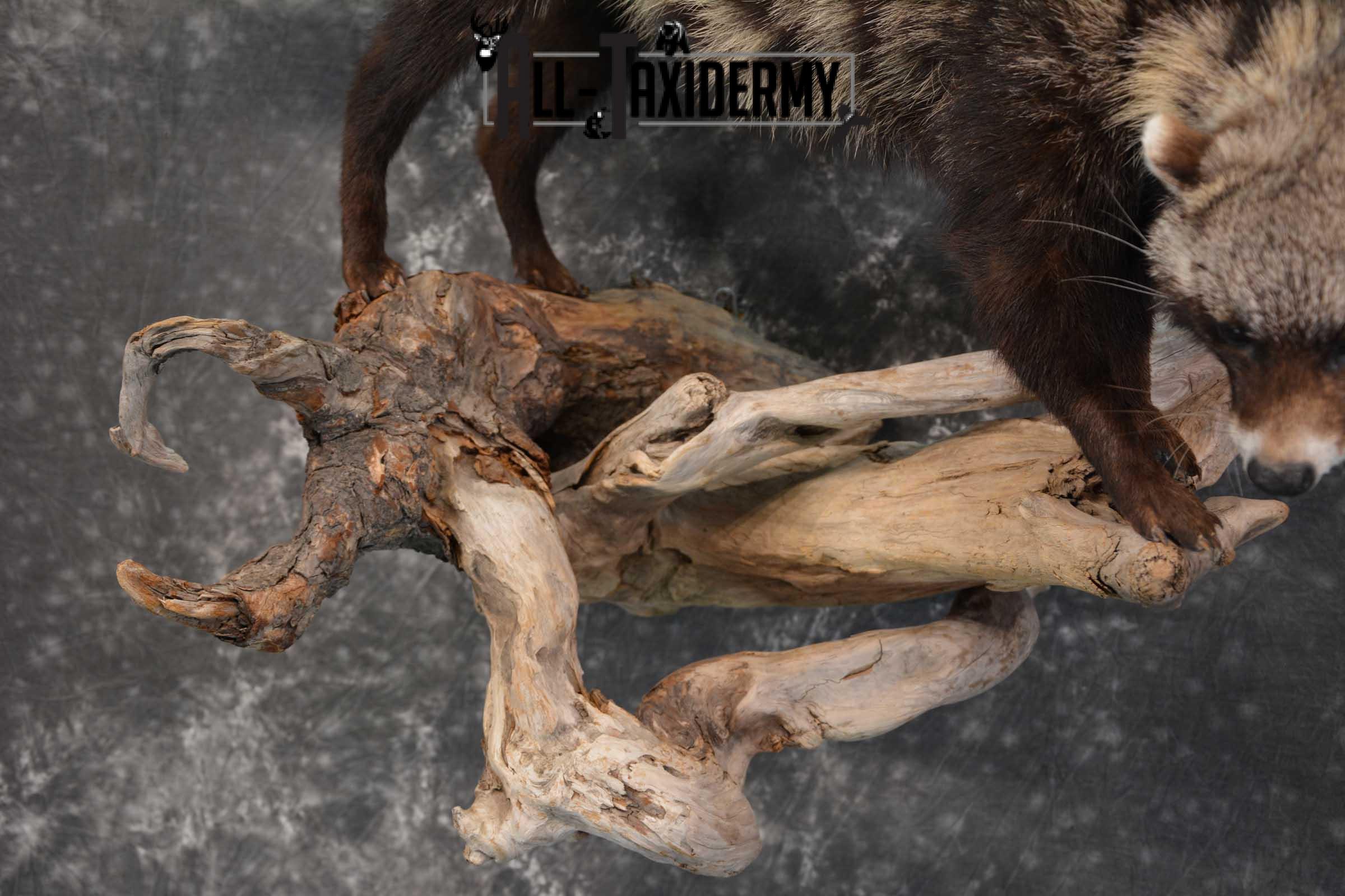 African Civet Cat Taxidermy Mount for sale SKU 1799 - Image 2