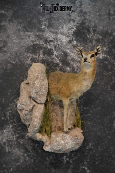 African 1/2 Body Klipspringer Taxidermy mount for sale SKU 1796
