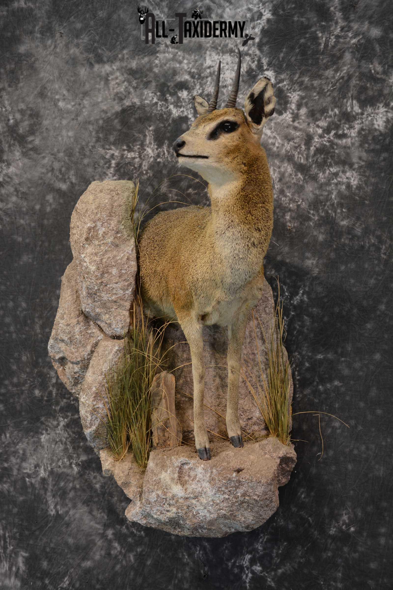 African 1/2 Body Klipspringer Taxidermy mount for sale SKU 1796 - Image 8