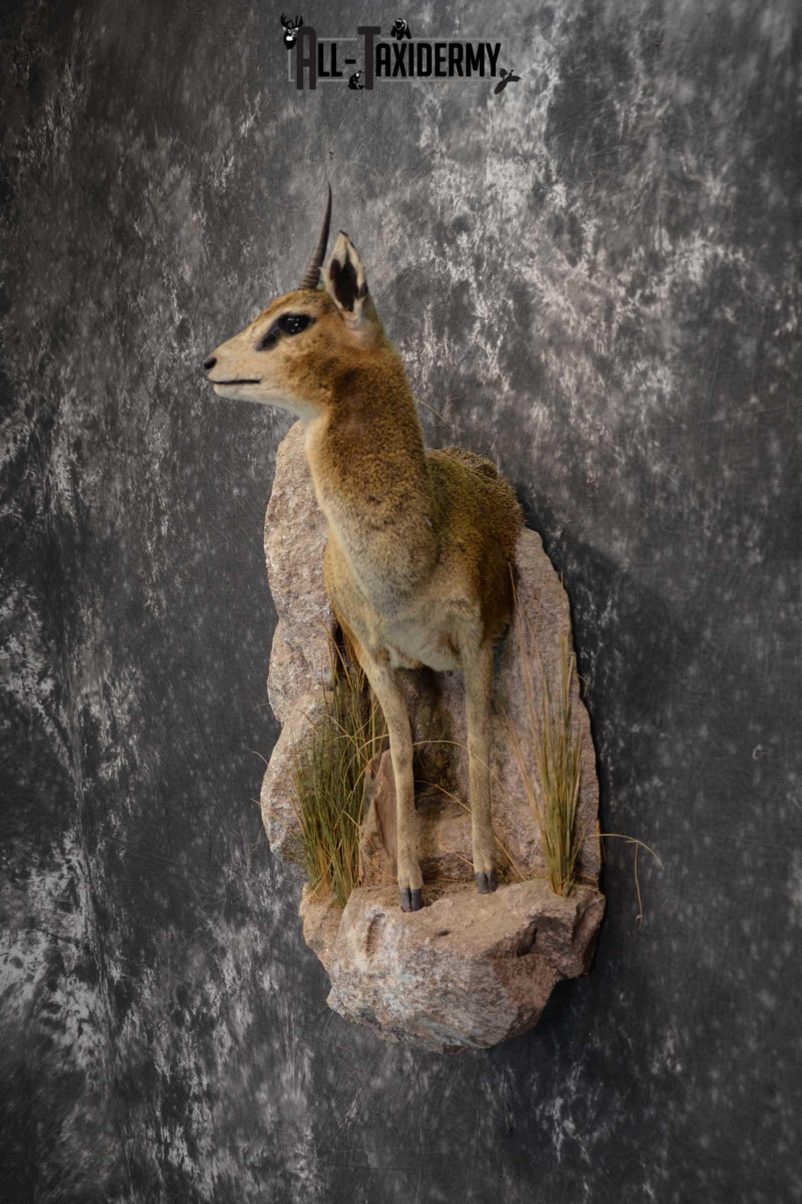 African 1/2 Body Klipspringer Taxidermy mount for sale SKU 1796 - Image 7