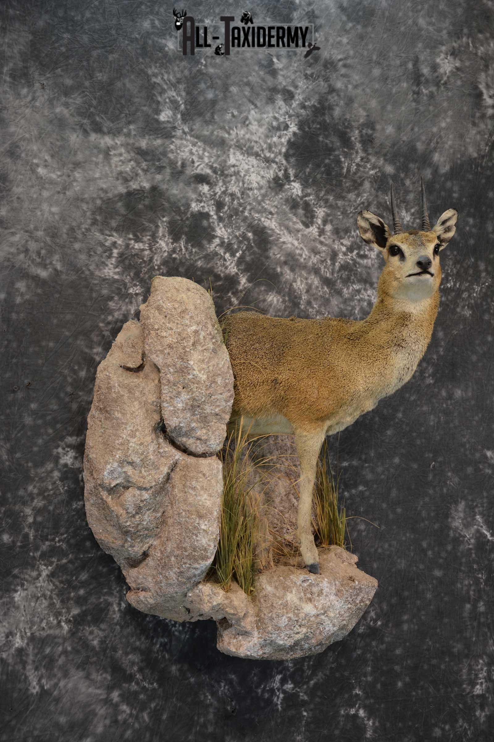 African 1/2 Body Klipspringer Taxidermy mount for sale SKU 1796 - Image 6