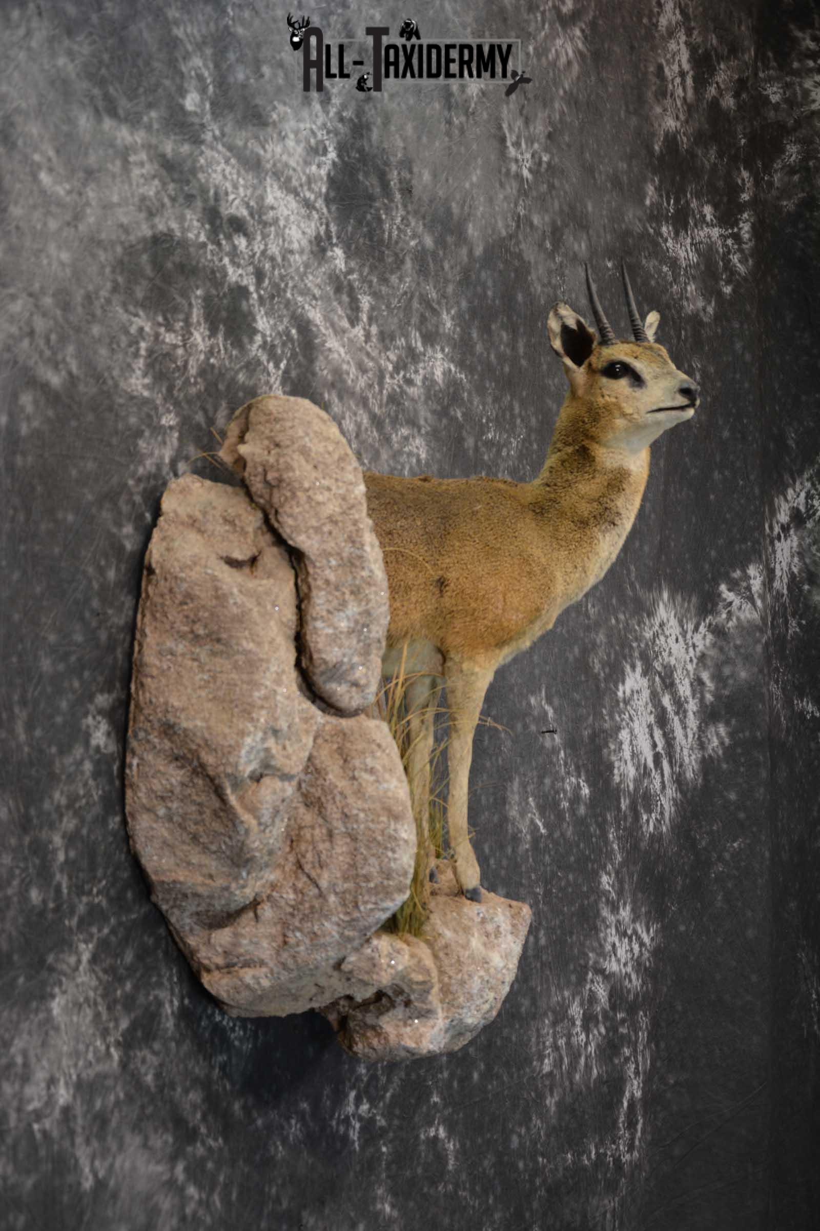 African 1/2 Body Klipspringer Taxidermy mount for sale SKU 1796 - Image 5