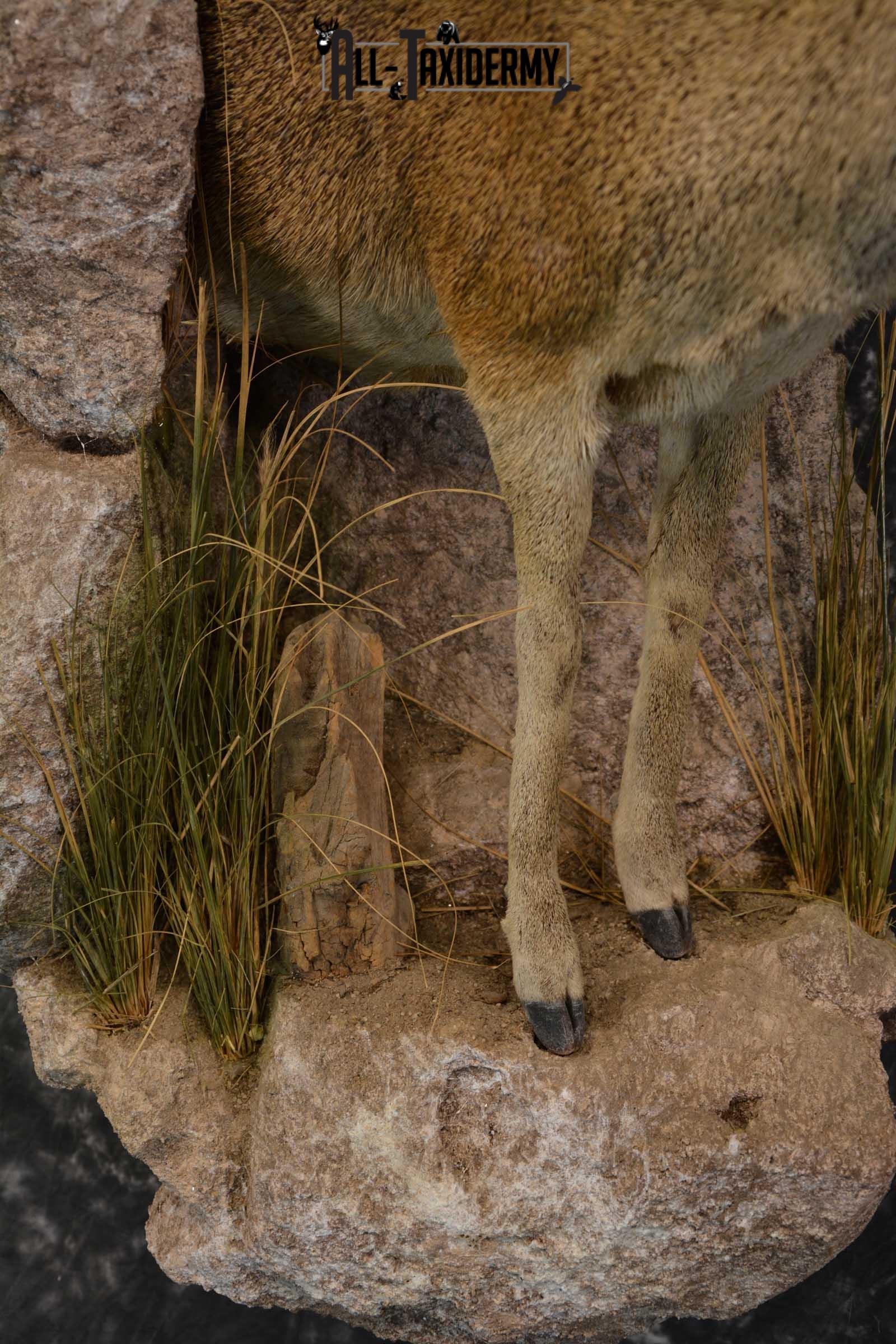 African 1/2 Body Klipspringer Taxidermy mount for sale SKU 1796 - Image 4