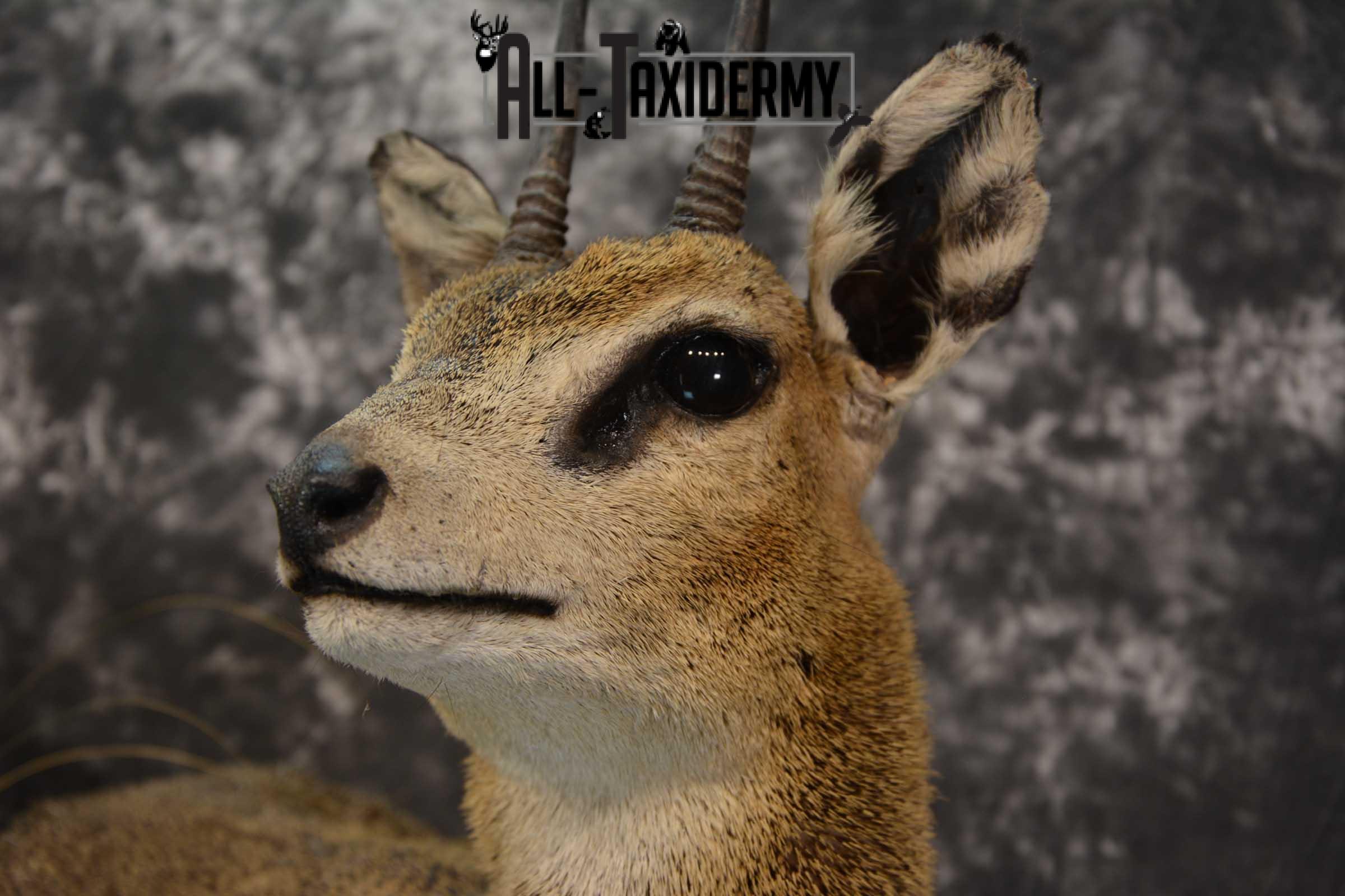 African 1/2 Body Klipspringer Taxidermy mount for sale SKU 1796 - Image 3