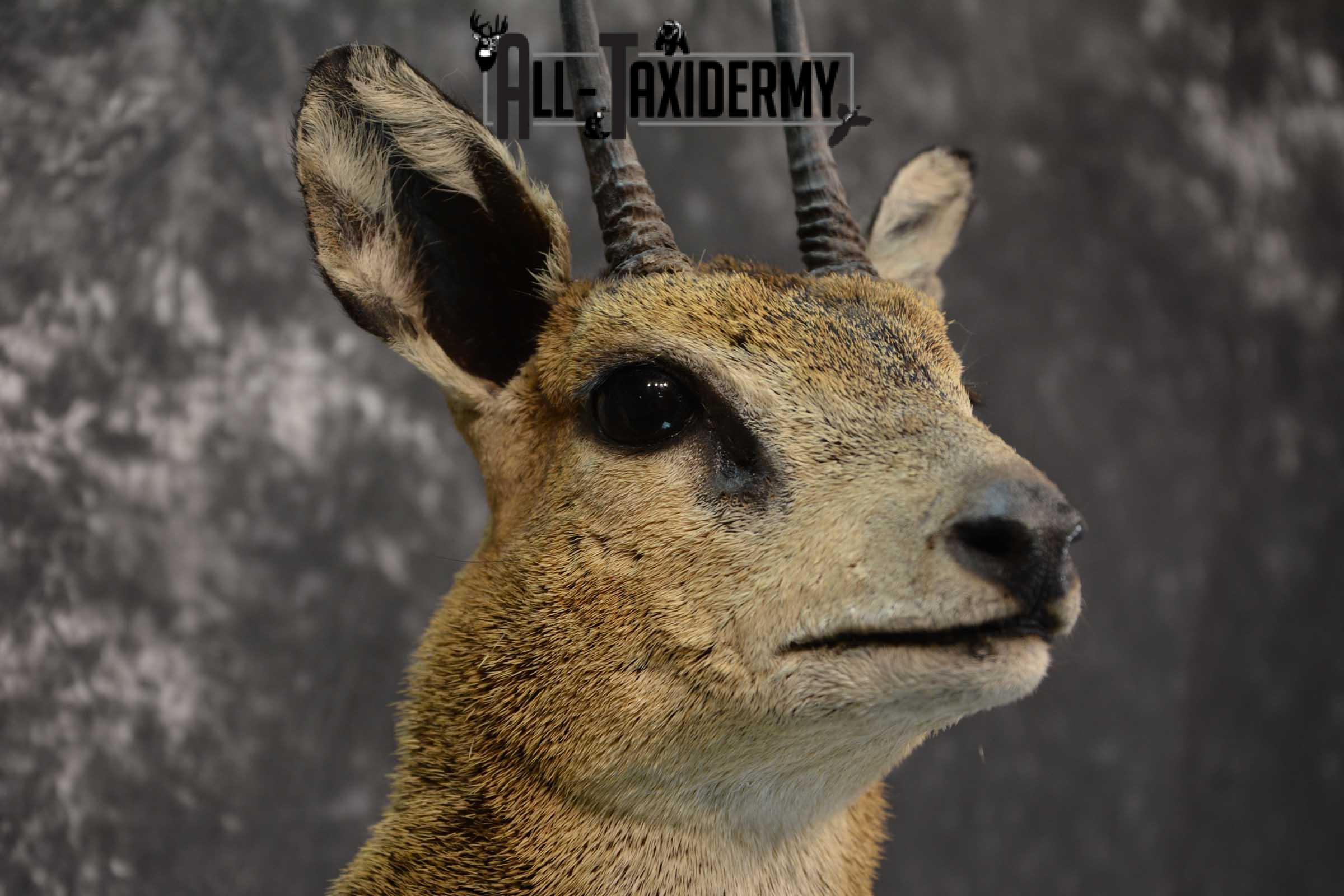 African 1/2 Body Klipspringer Taxidermy mount for sale SKU 1796 - Image 2