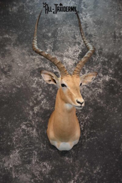 African Impala Taxidermy Shoulder Mount for sale SKU 1795