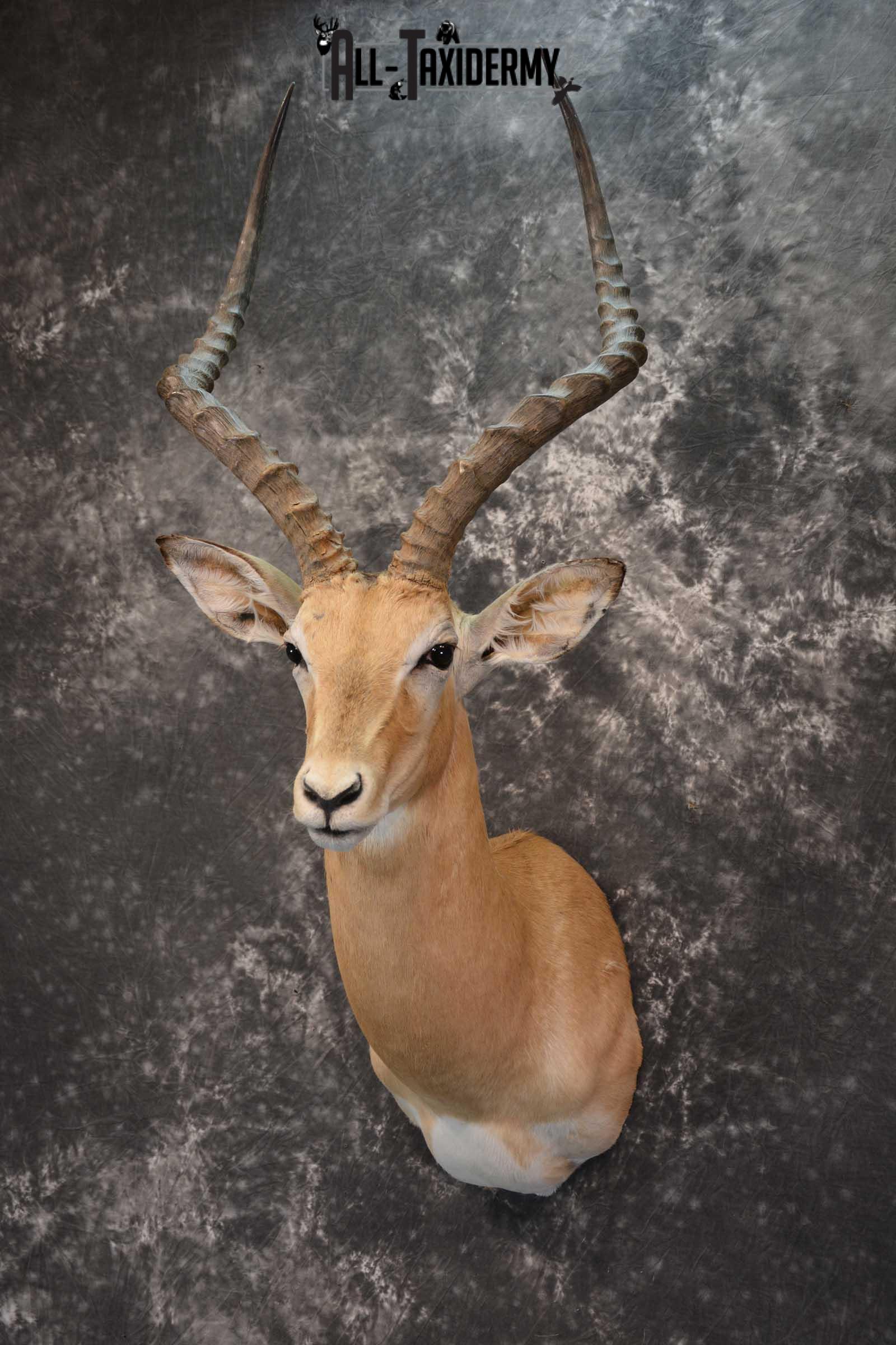 African Impala Taxidermy Shoulder Mount for sale SKU 1795 - Image 8