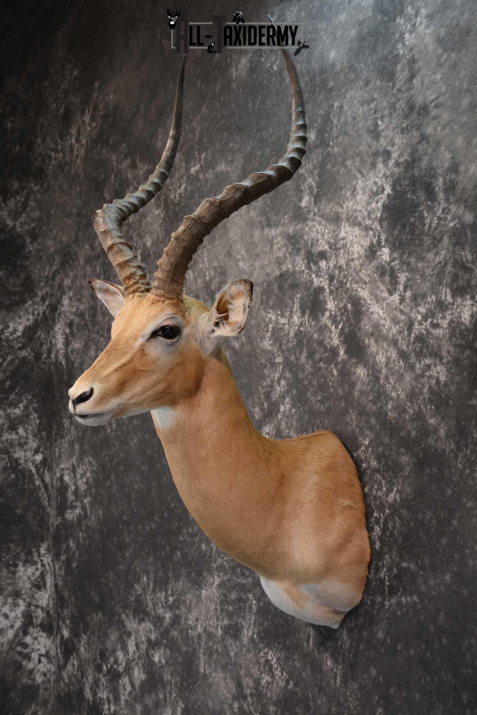 African Impala Taxidermy Shoulder Mount for sale SKU 1795 - Image 7