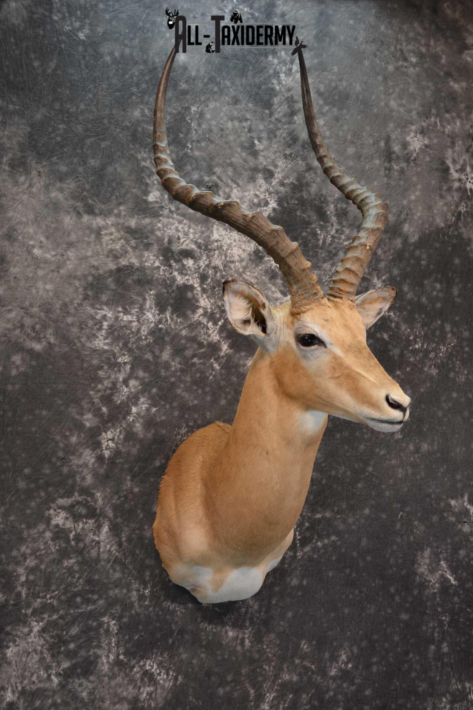 African Impala Taxidermy Shoulder Mount for sale SKU 1795 - Image 6