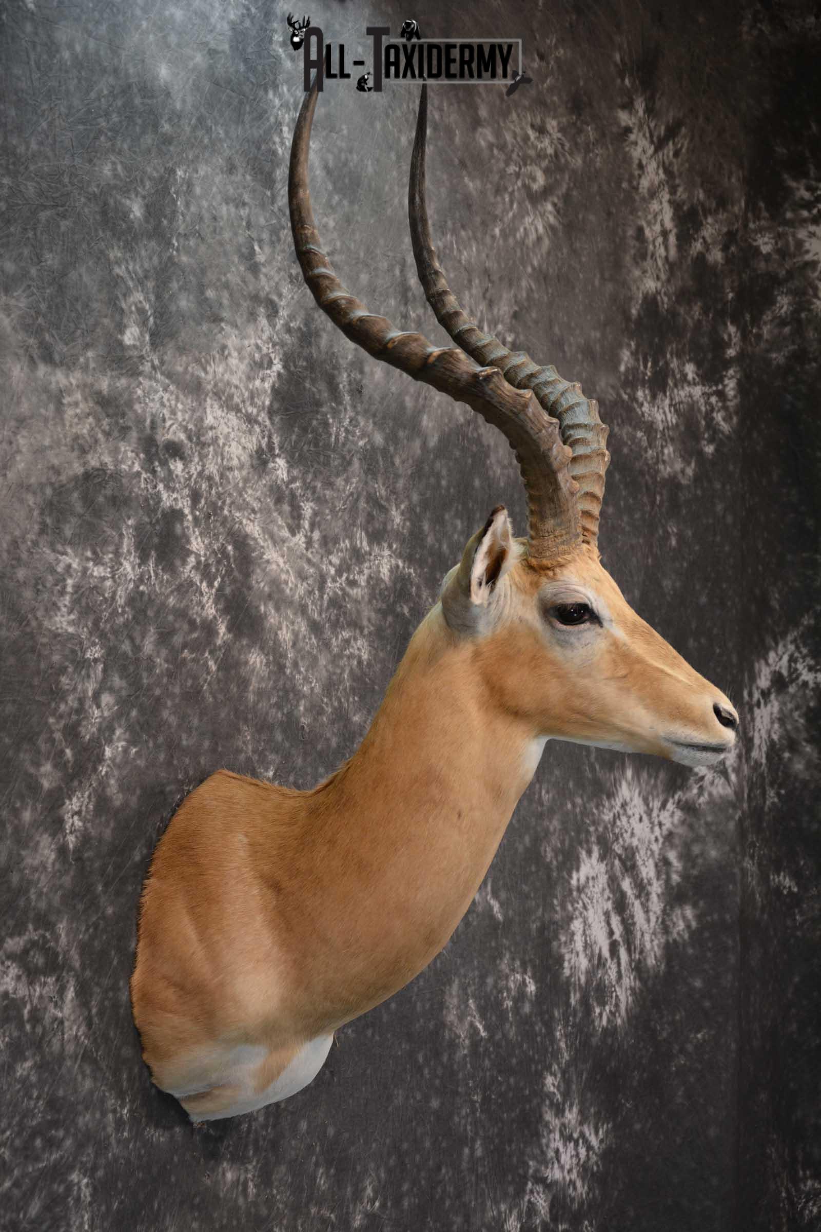 African Impala Taxidermy Shoulder Mount for sale SKU 1795 - Image 5