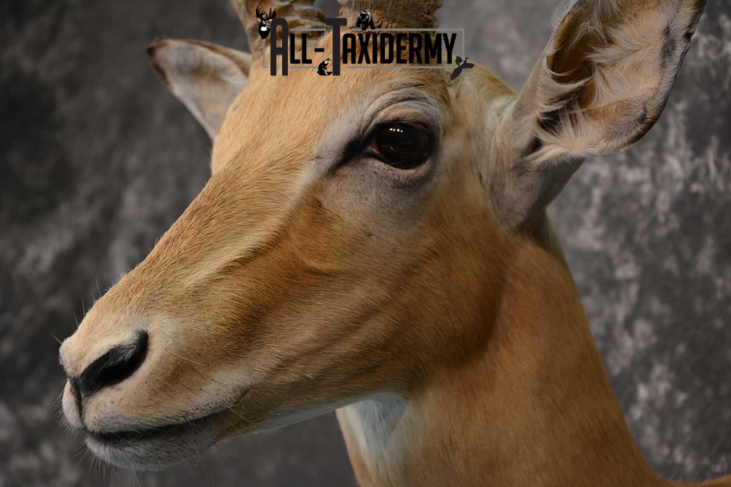 African Impala Taxidermy Shoulder Mount for sale SKU 1795 - Image 3