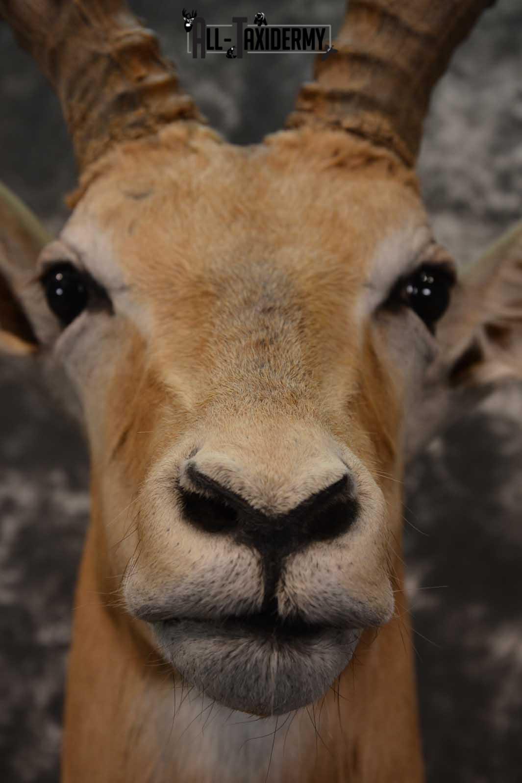 African Impala Taxidermy Shoulder Mount for sale SKU 1795 - Image 2