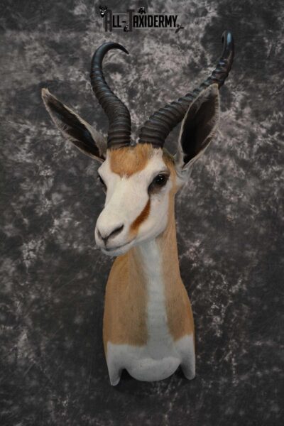 African Springbok Taxidermy Shoulder Mount for sale SKU 1793