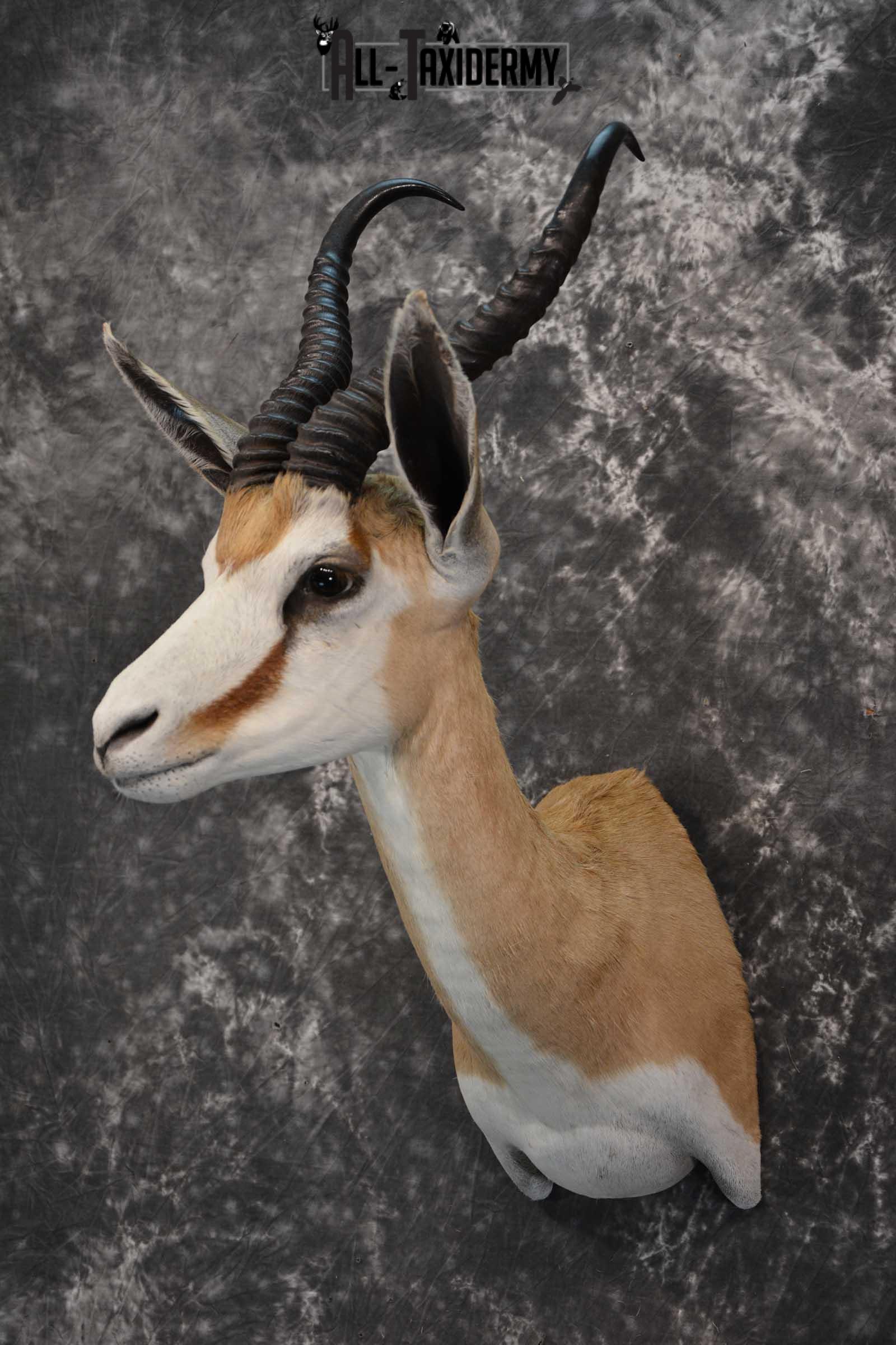 African Springbok Taxidermy Shoulder Mount for sale SKU 1793 - Image 8