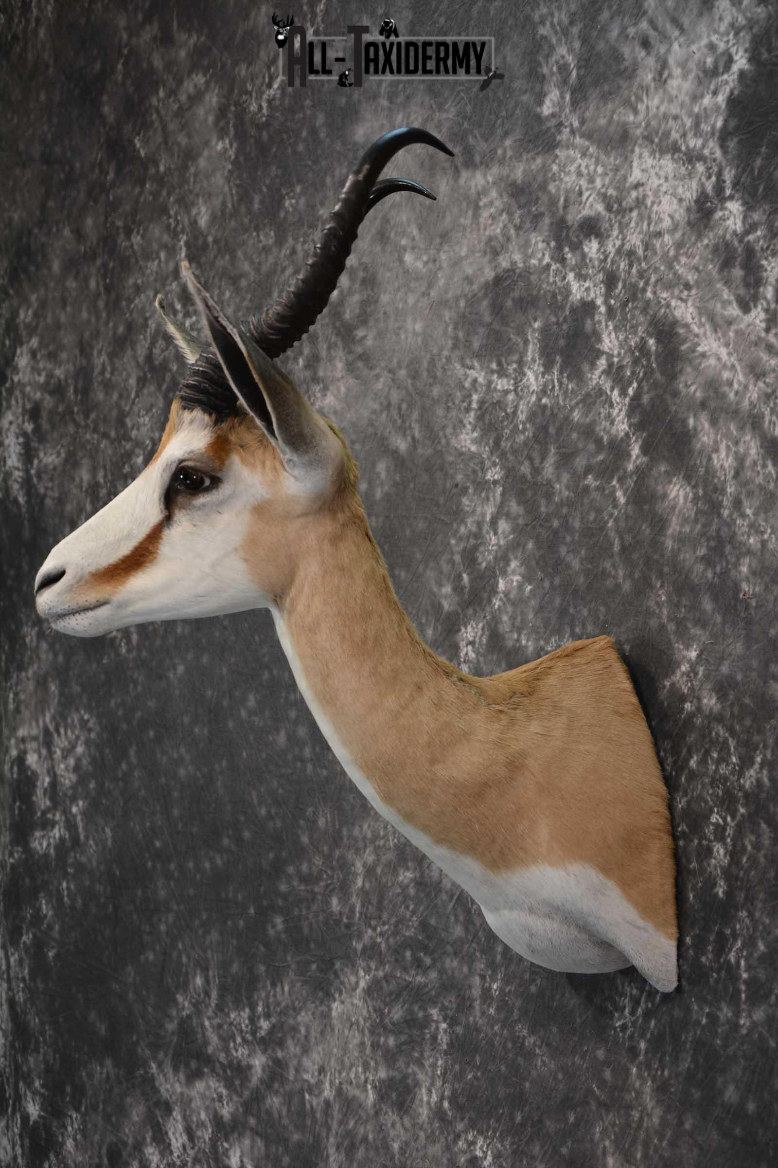 African Springbok Taxidermy Shoulder Mount for sale SKU 1793 - Image 7