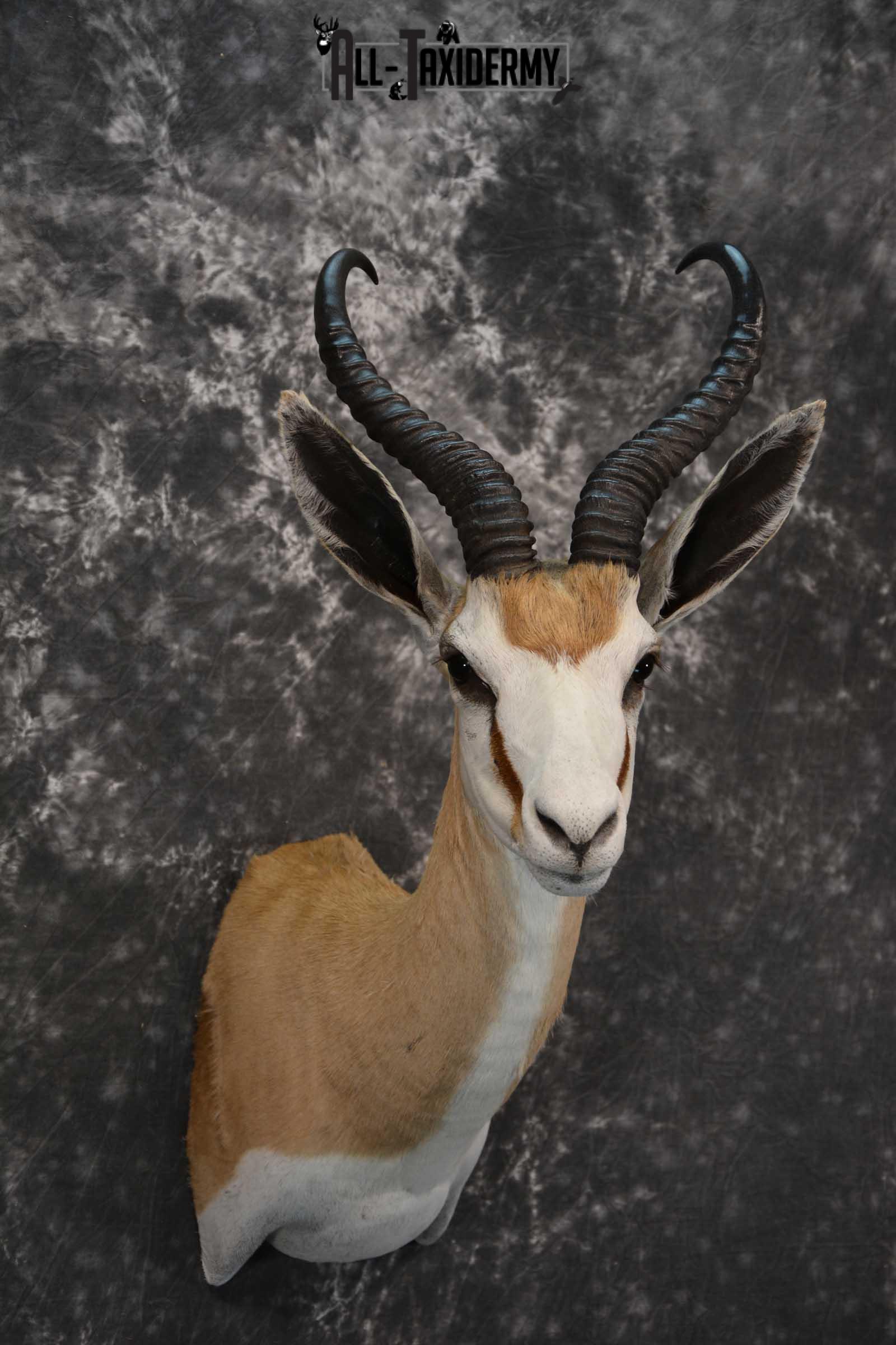 African Springbok Taxidermy Shoulder Mount for sale SKU 1793 - Image 6