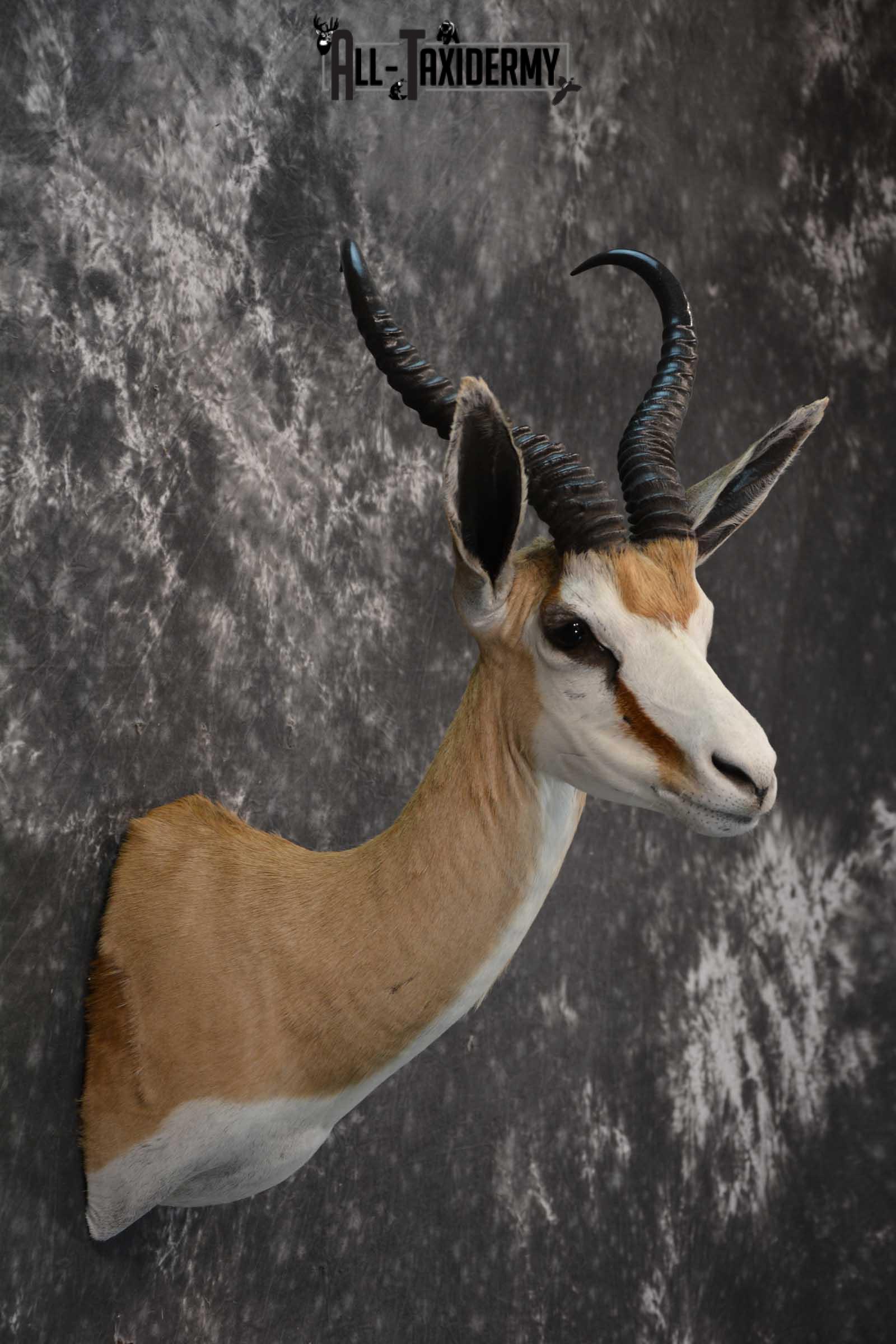 African Springbok Taxidermy Shoulder Mount for sale SKU 1793 - Image 5