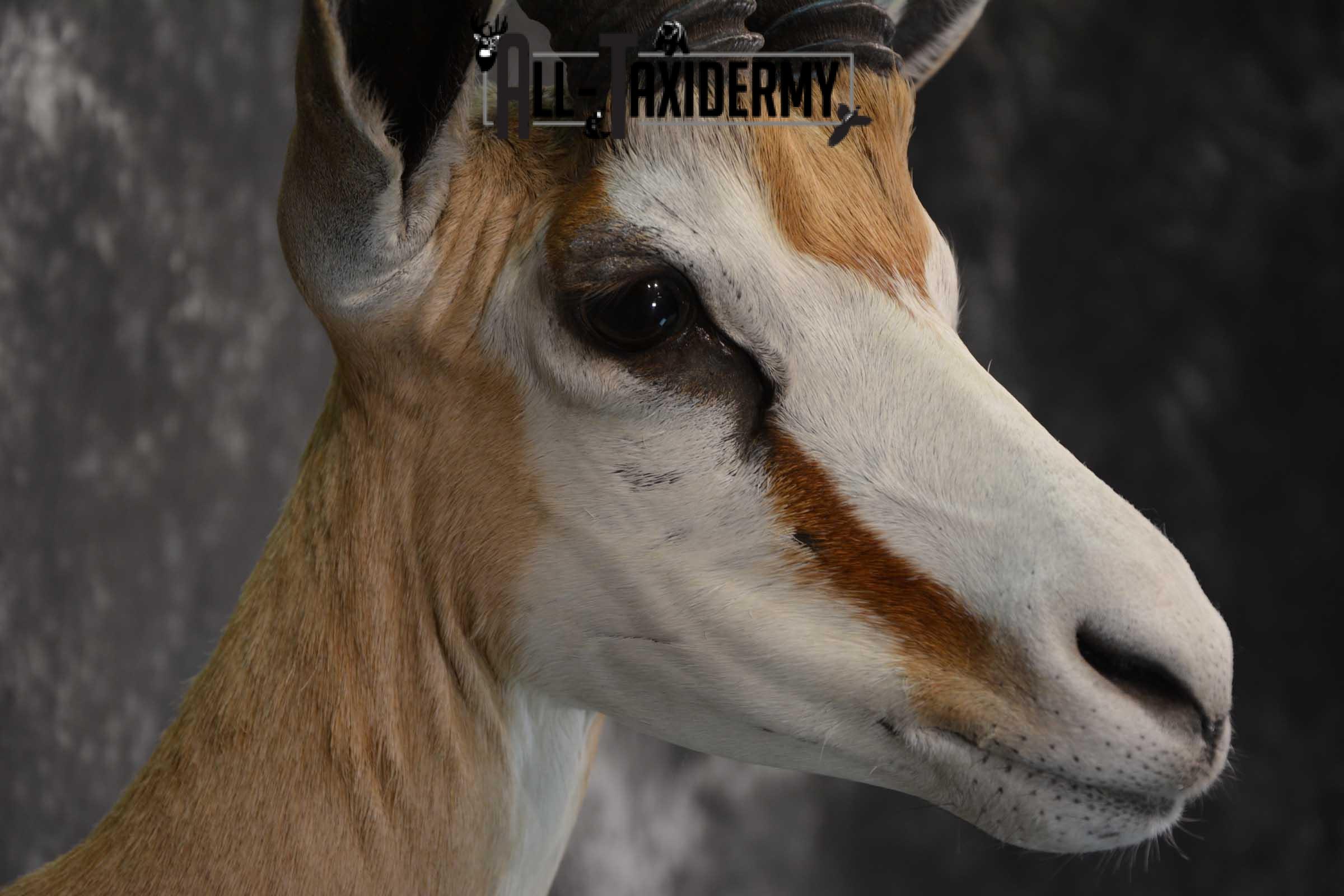 African Springbok Taxidermy Shoulder Mount for sale SKU 1793 - Image 4