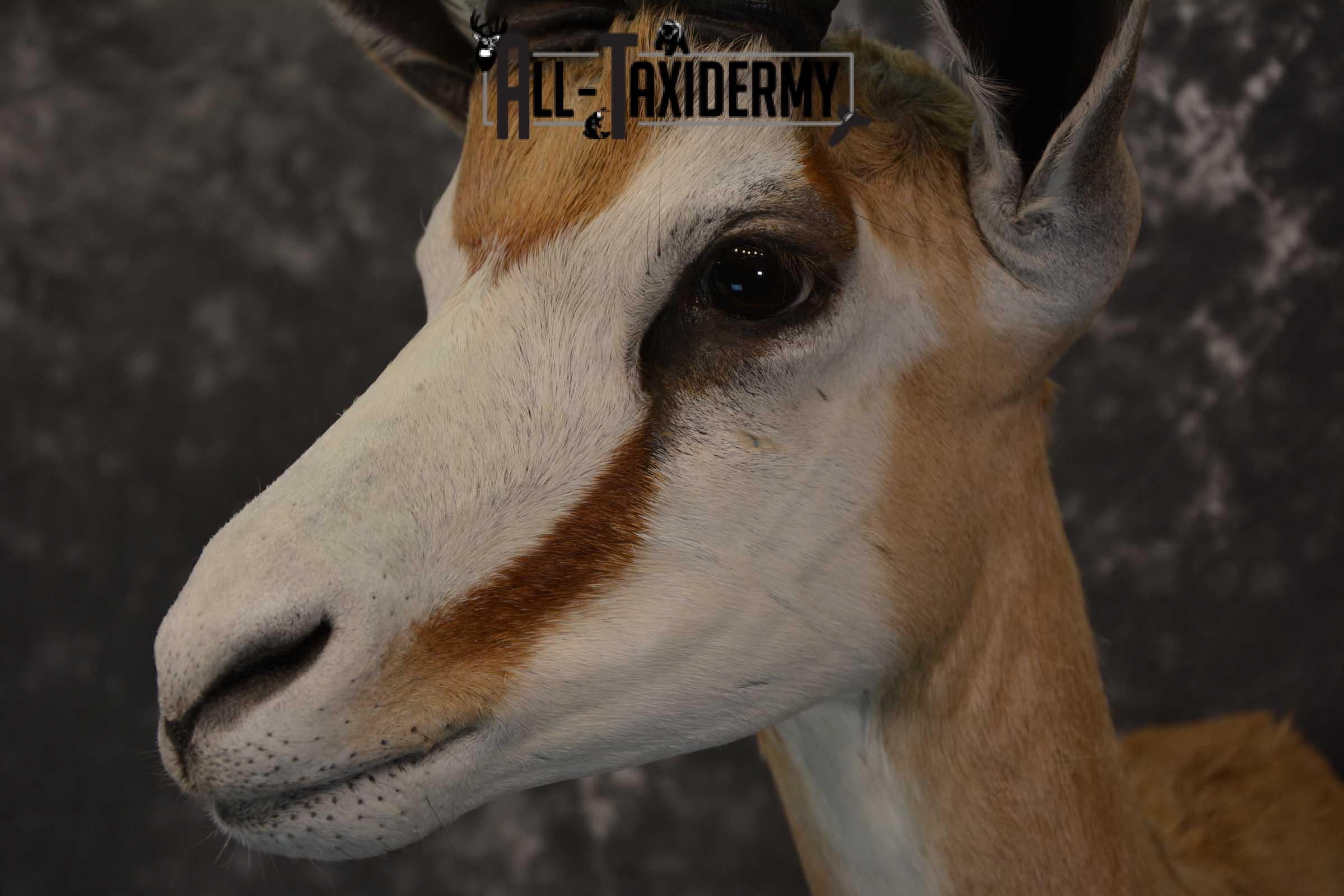 African Springbok Taxidermy Shoulder Mount for sale SKU 1793 - Image 3
